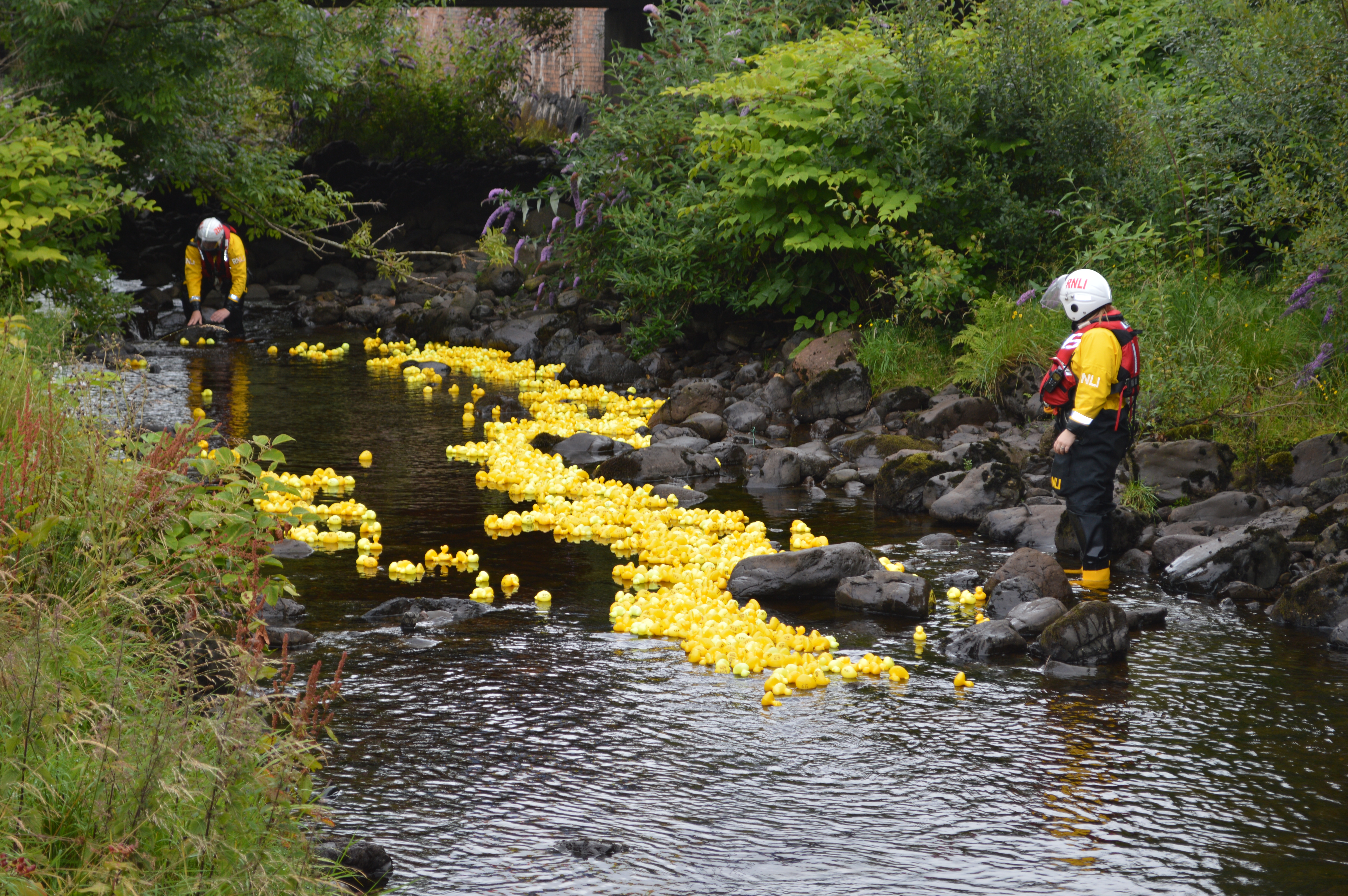 Ducks in the burn