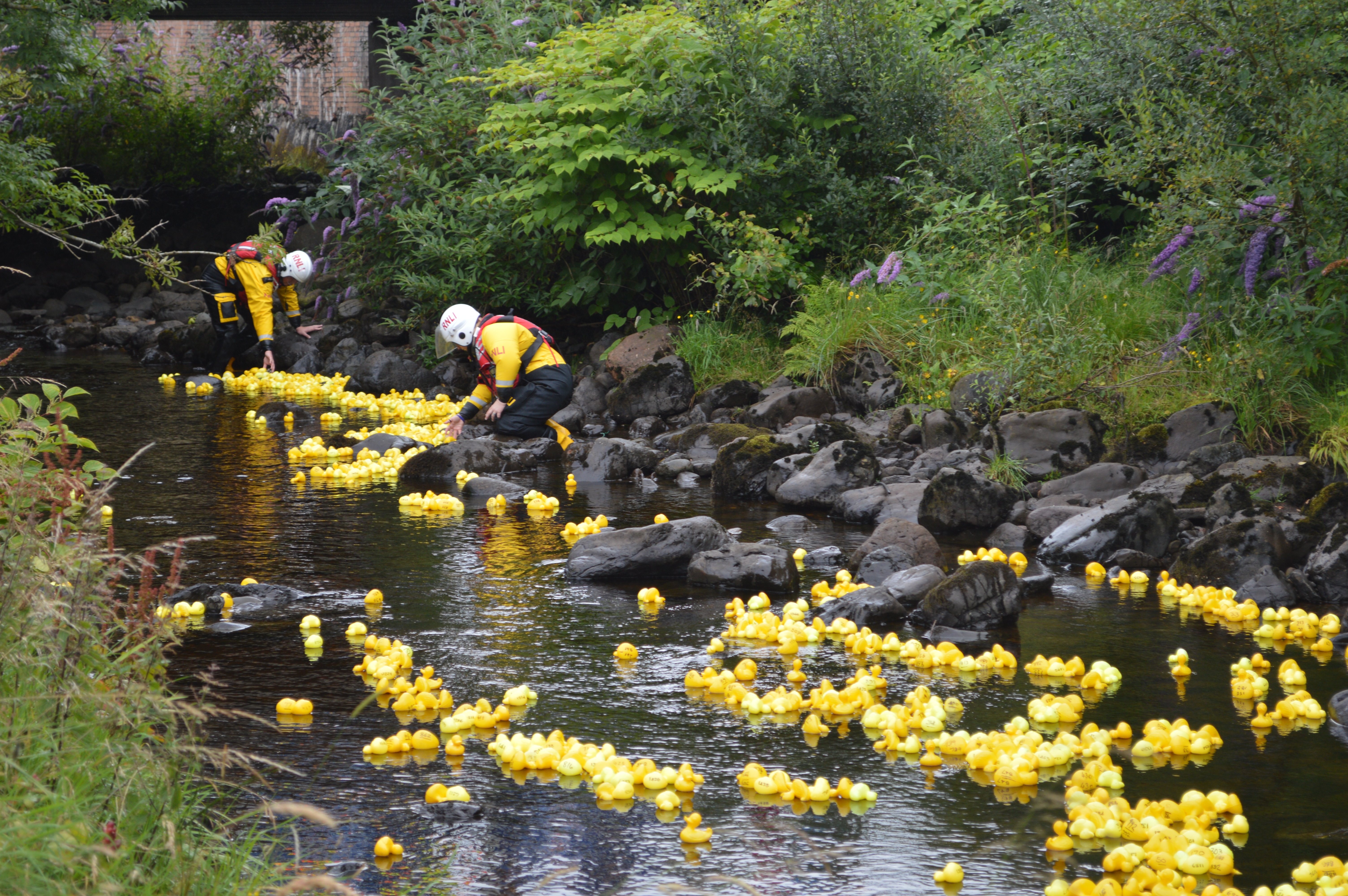 Ducks starting their swim