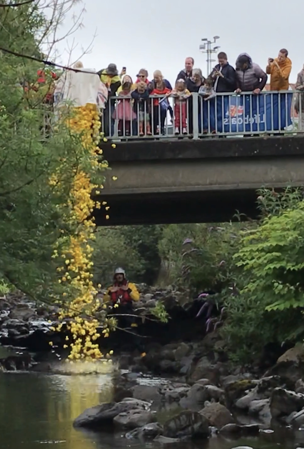 Ducks being tipped into the burn
