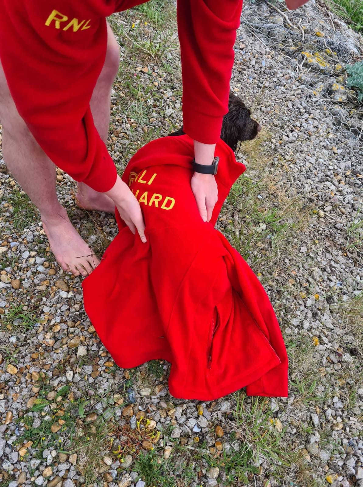 Dog Coco after the rescue kept warm with a fleece by RNLI lifeguard Owain