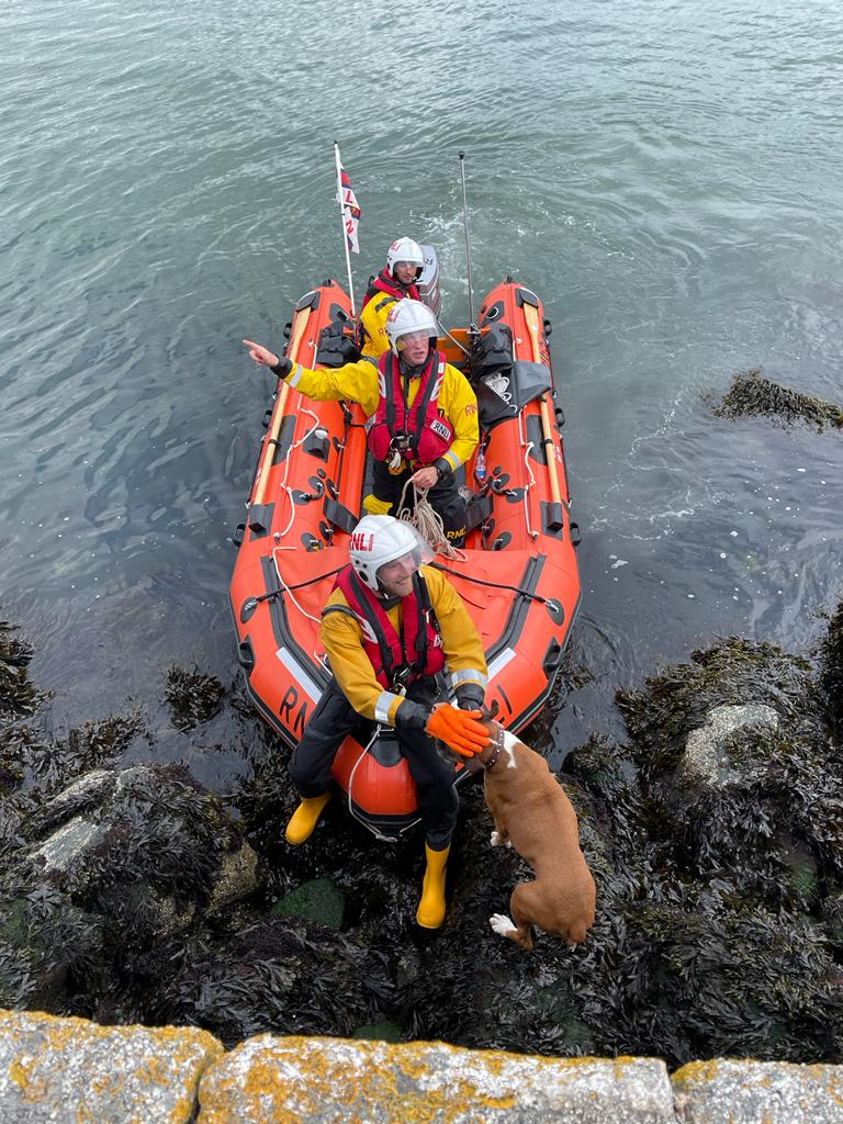 Crew member comforts rescued dog 