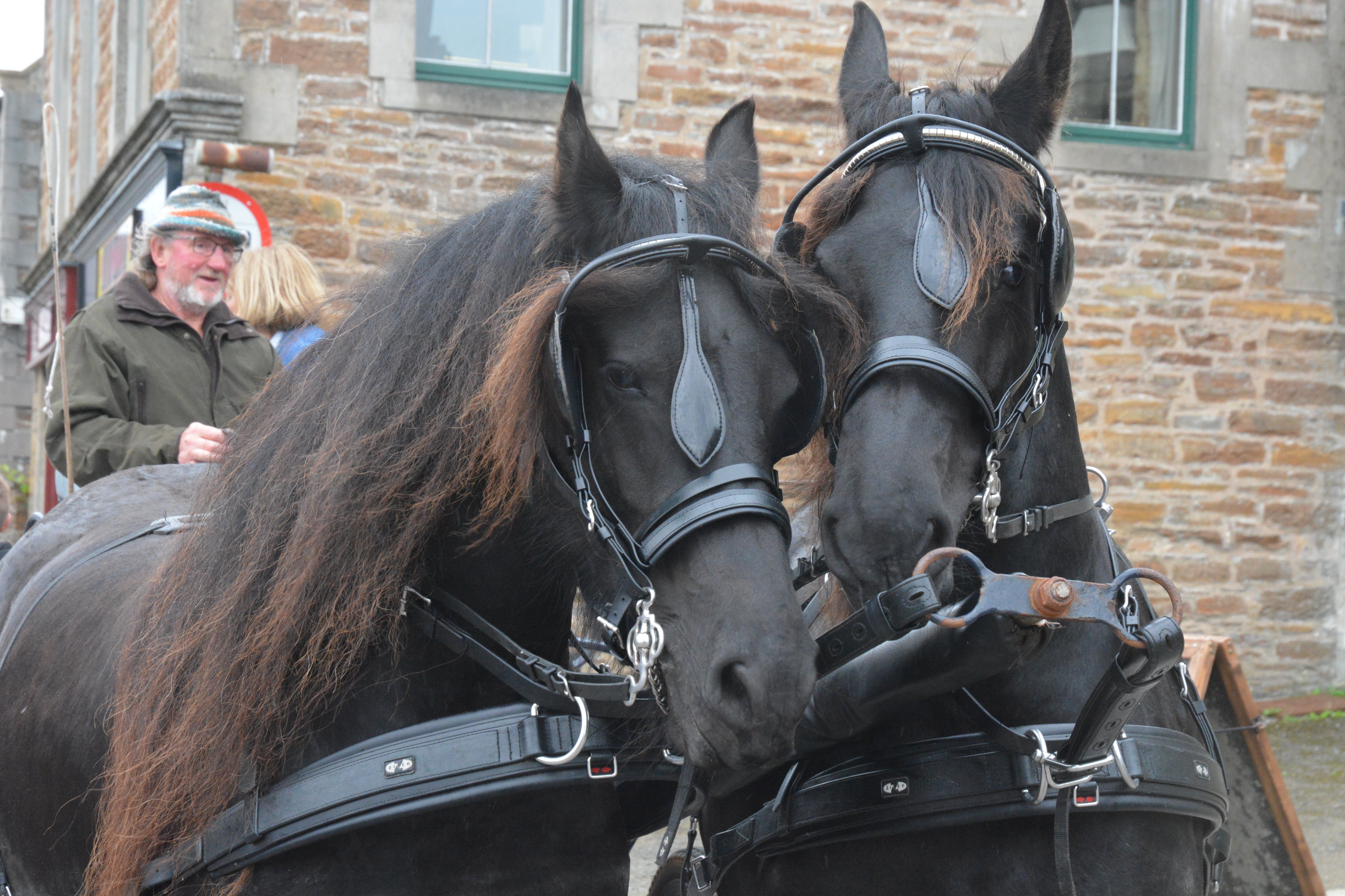 Close up of two black horses pulling a carriage