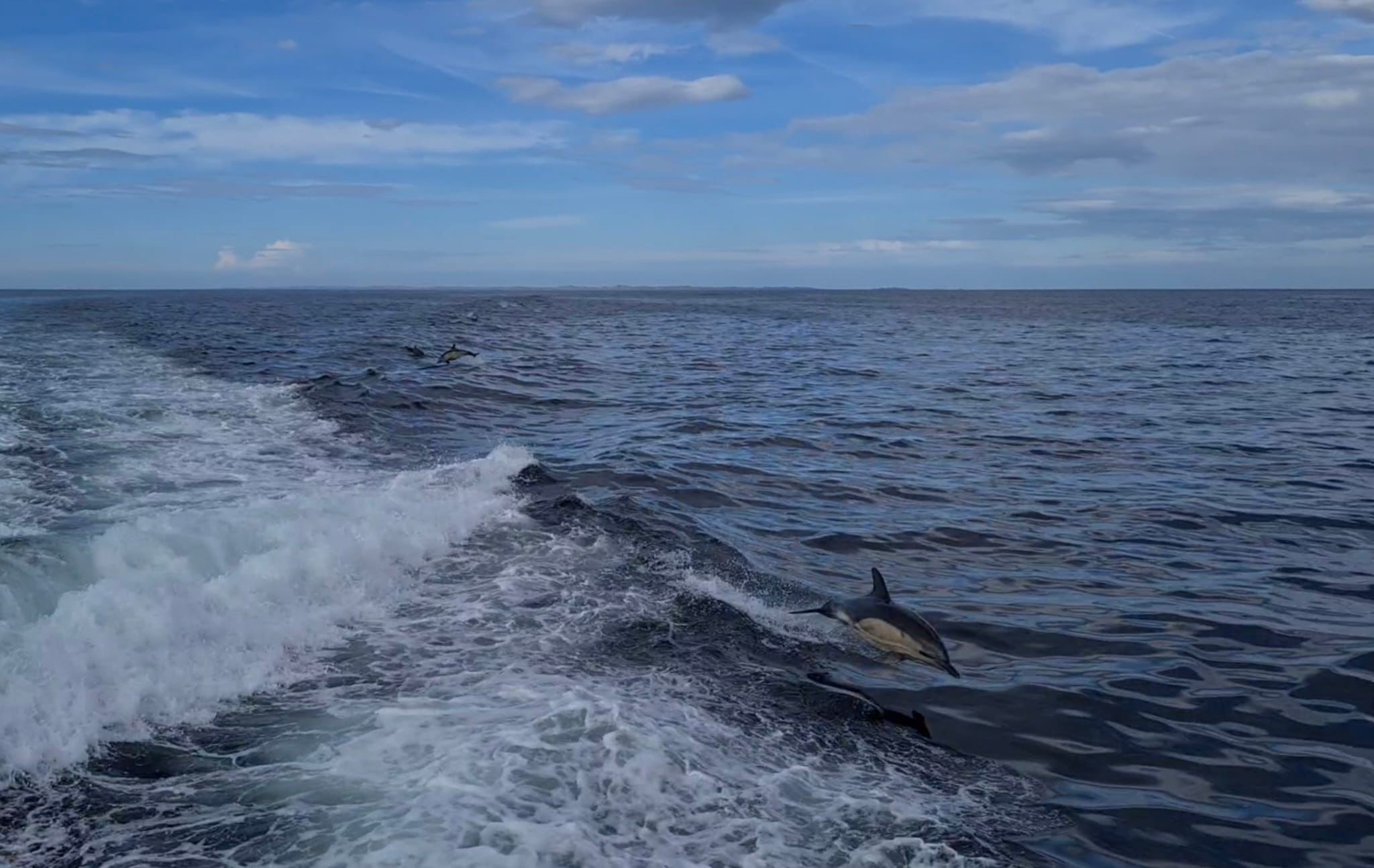 A pod of dolphins can be seen swimming alongside the boat.