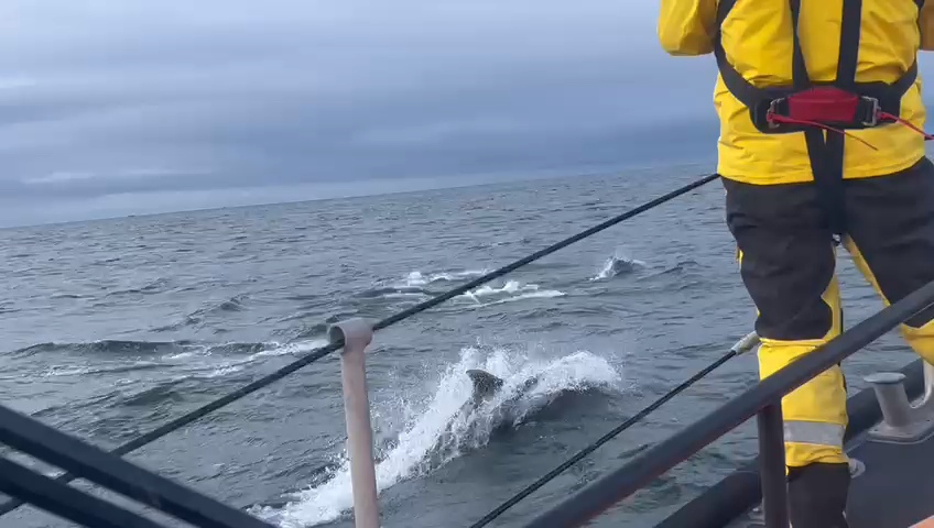 Dolphins with Girvan Lifeboat