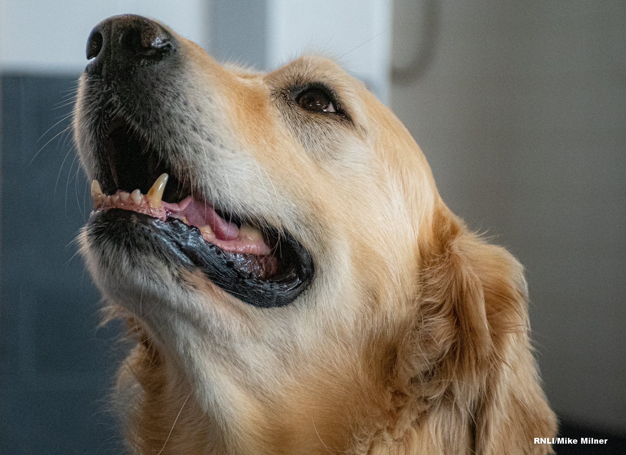 Amos the Golden Retriever