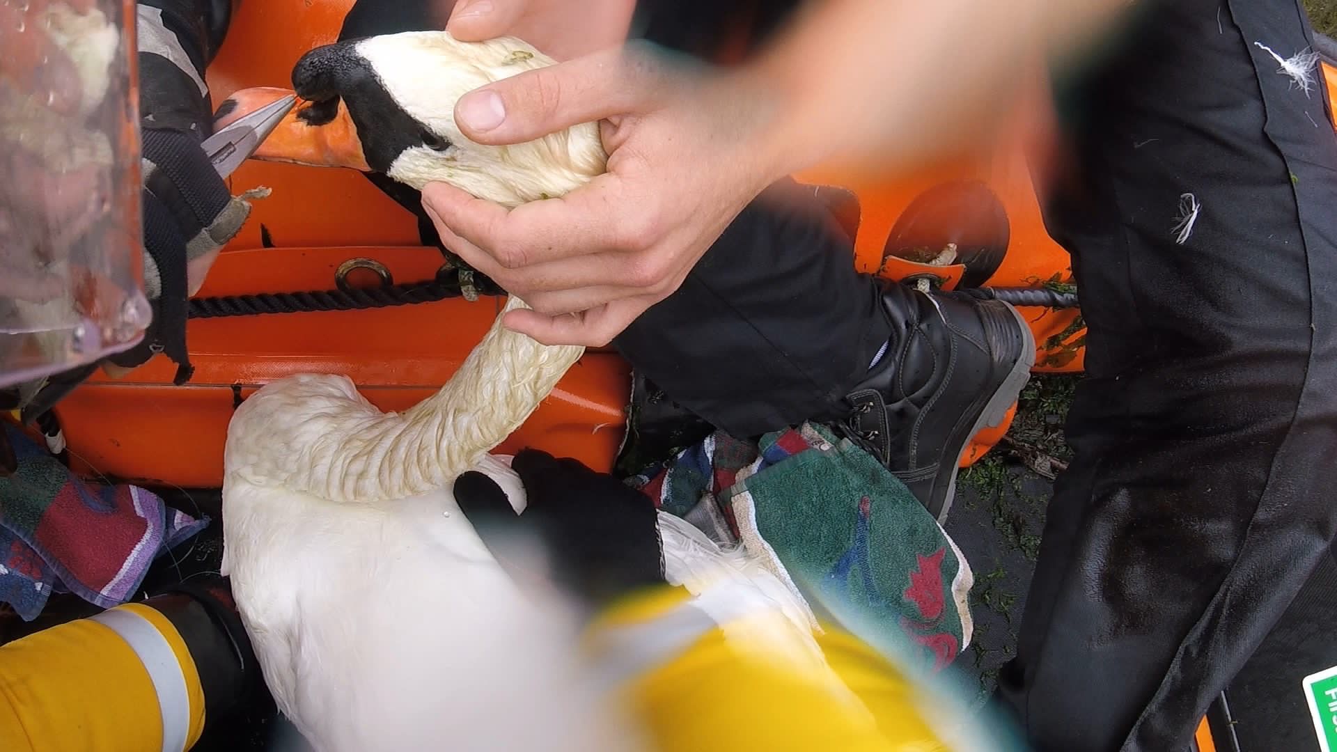 Eyemouth RNLI crew assist with local swan in danger. The swan was tangled in fishing line and had the hook stuck in the beak.