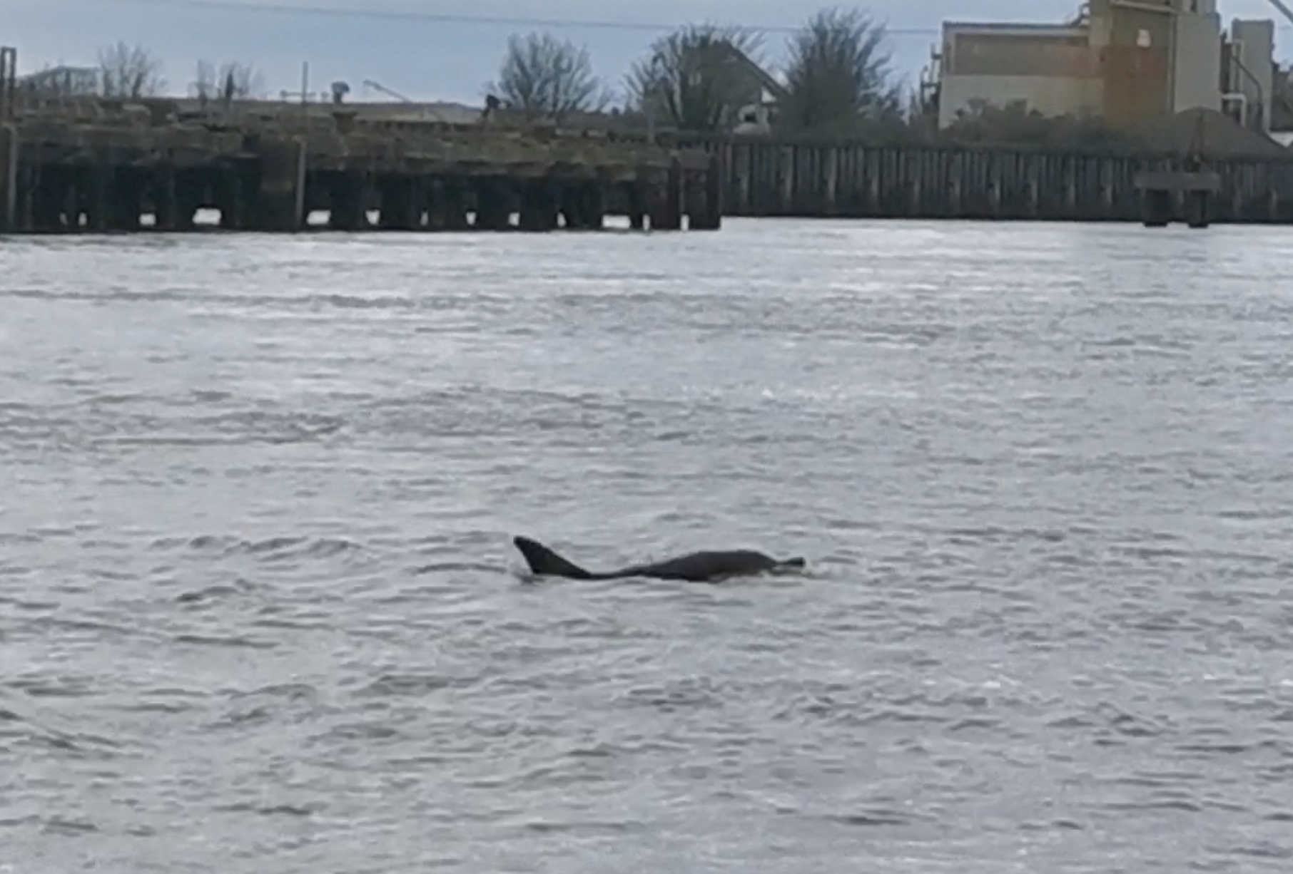 Porpoises seen coming out of the water
