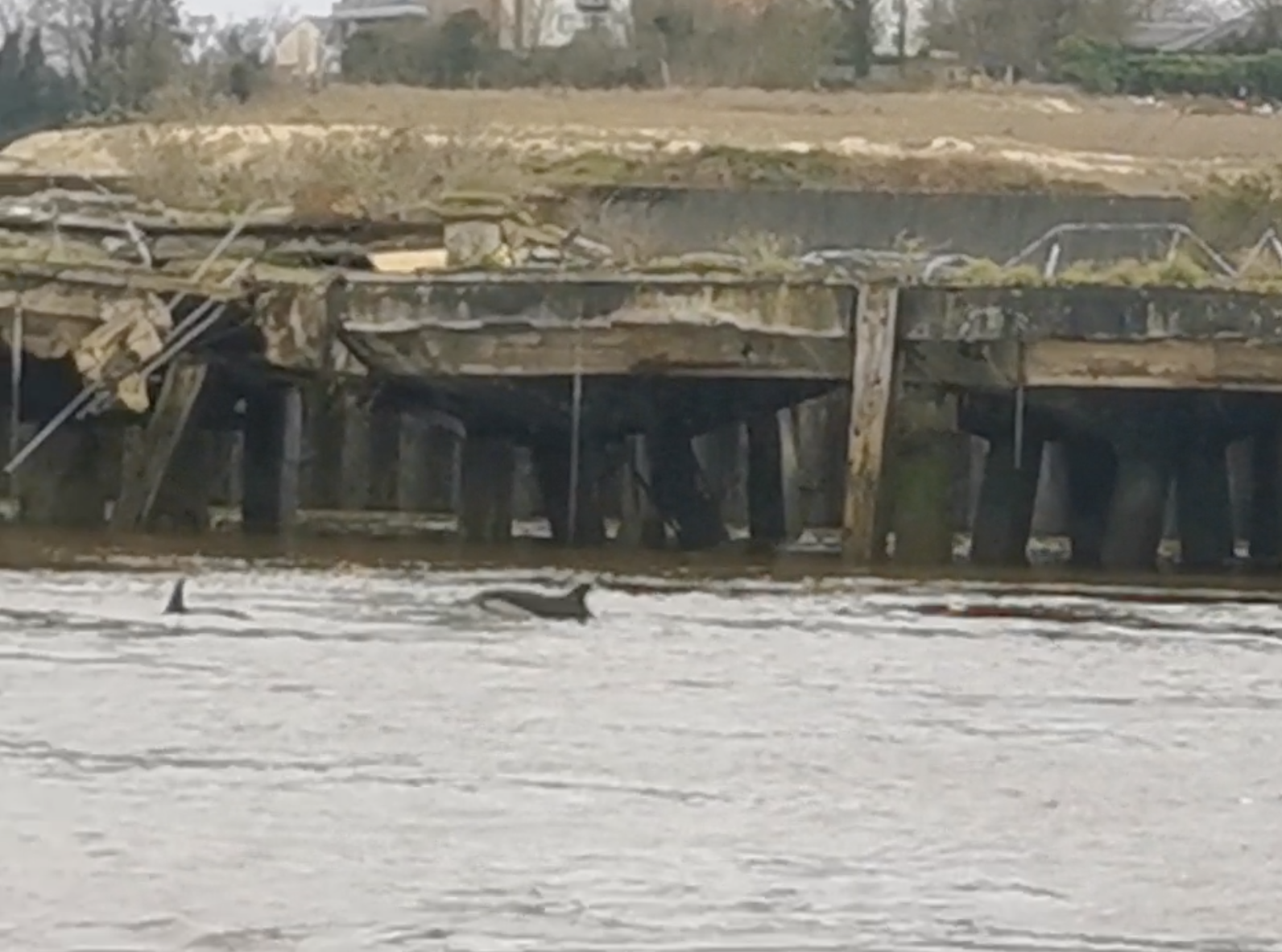 Two dolphins spotted on the south shore of the River Thames in Northfleet Hope