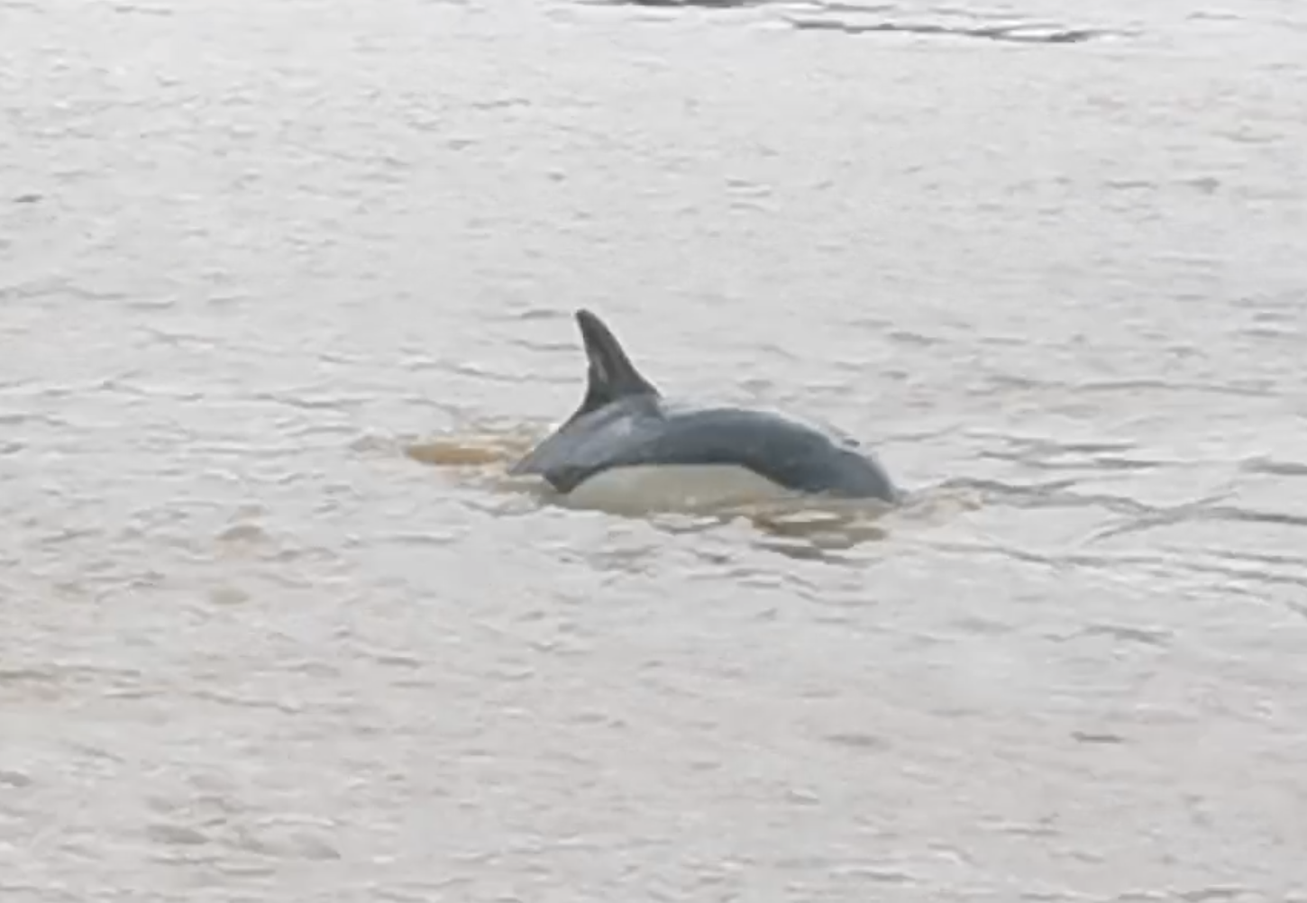 Dolphin coming close to the RNLI Lifeboat to investigate