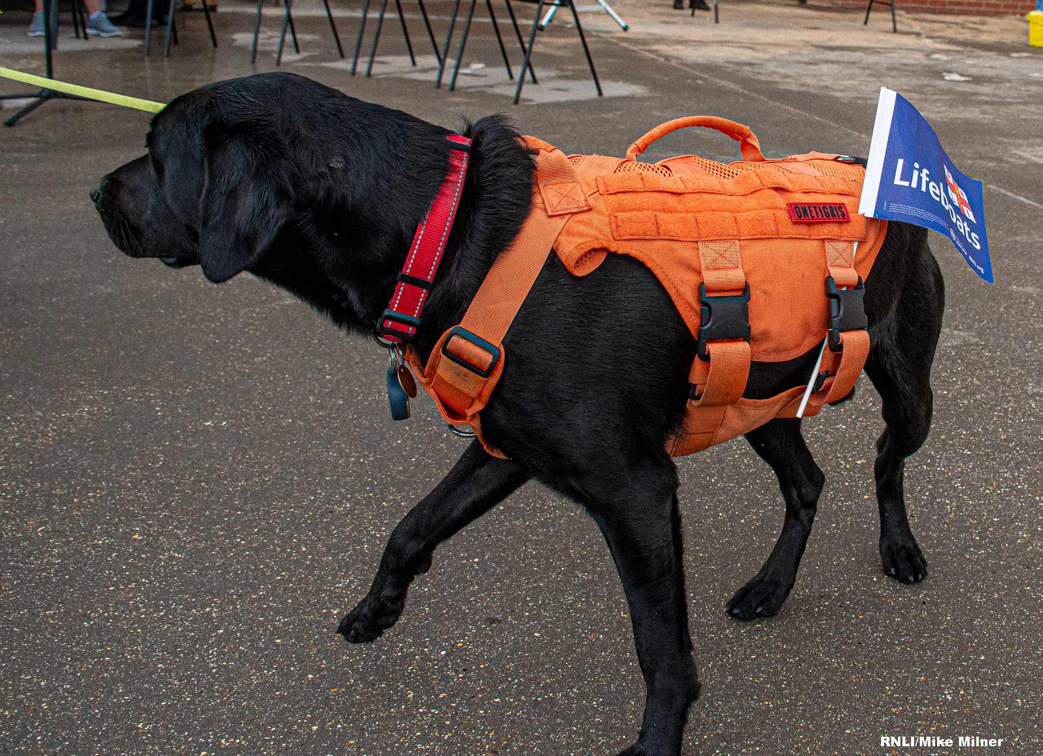Even the dogs enjoy RNLI Open Day