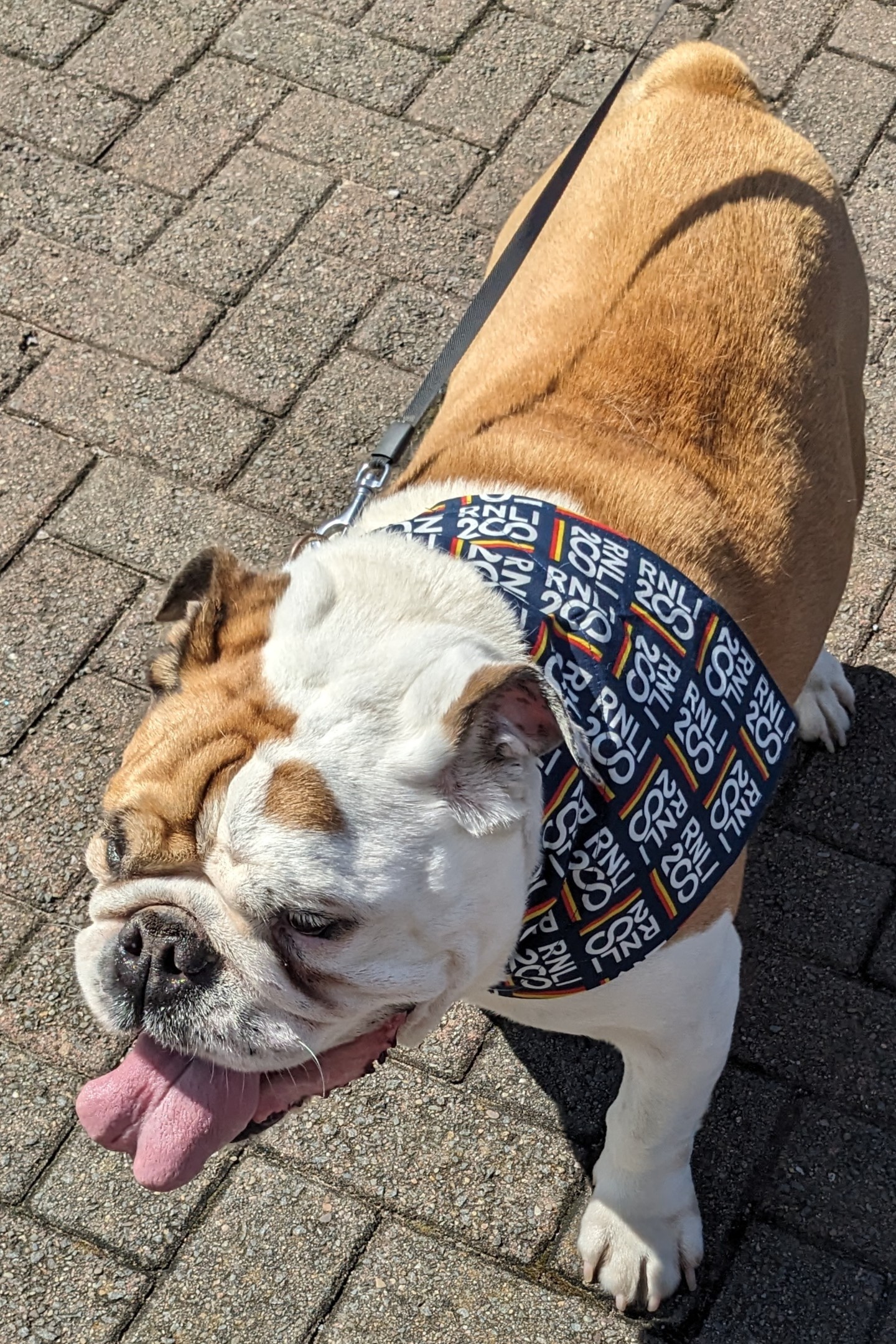 A bulldog wearing an RNLI banner enjoying his day out in the sun