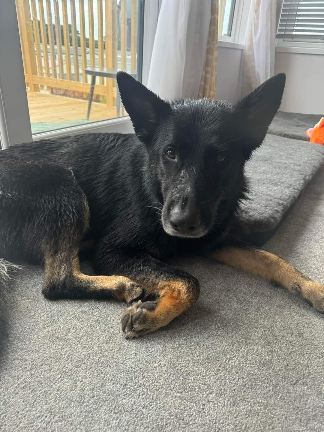 Black german shephard dog with brown socks and feet, lookign a bit damp lying on teh floor at home