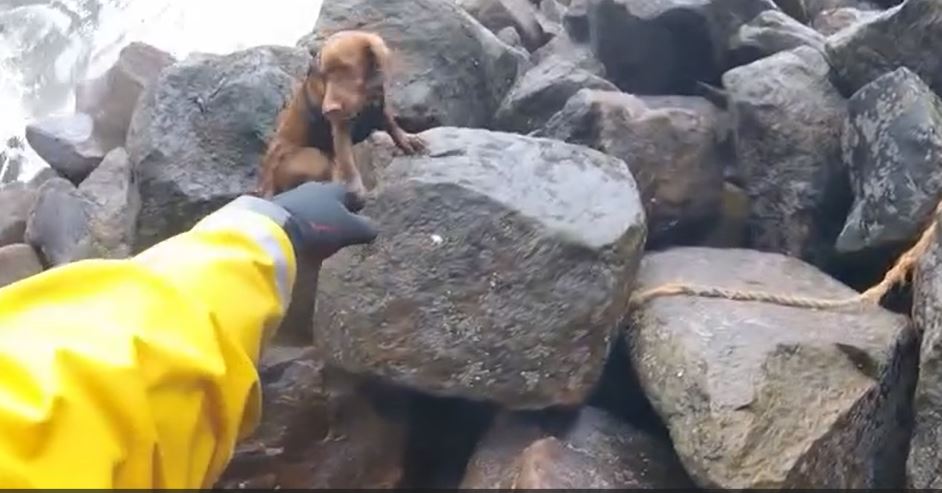 Stella the spaniel