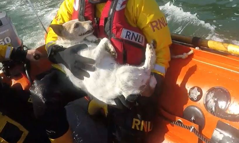 Fethard RNLI rescues dog after fall from cliff