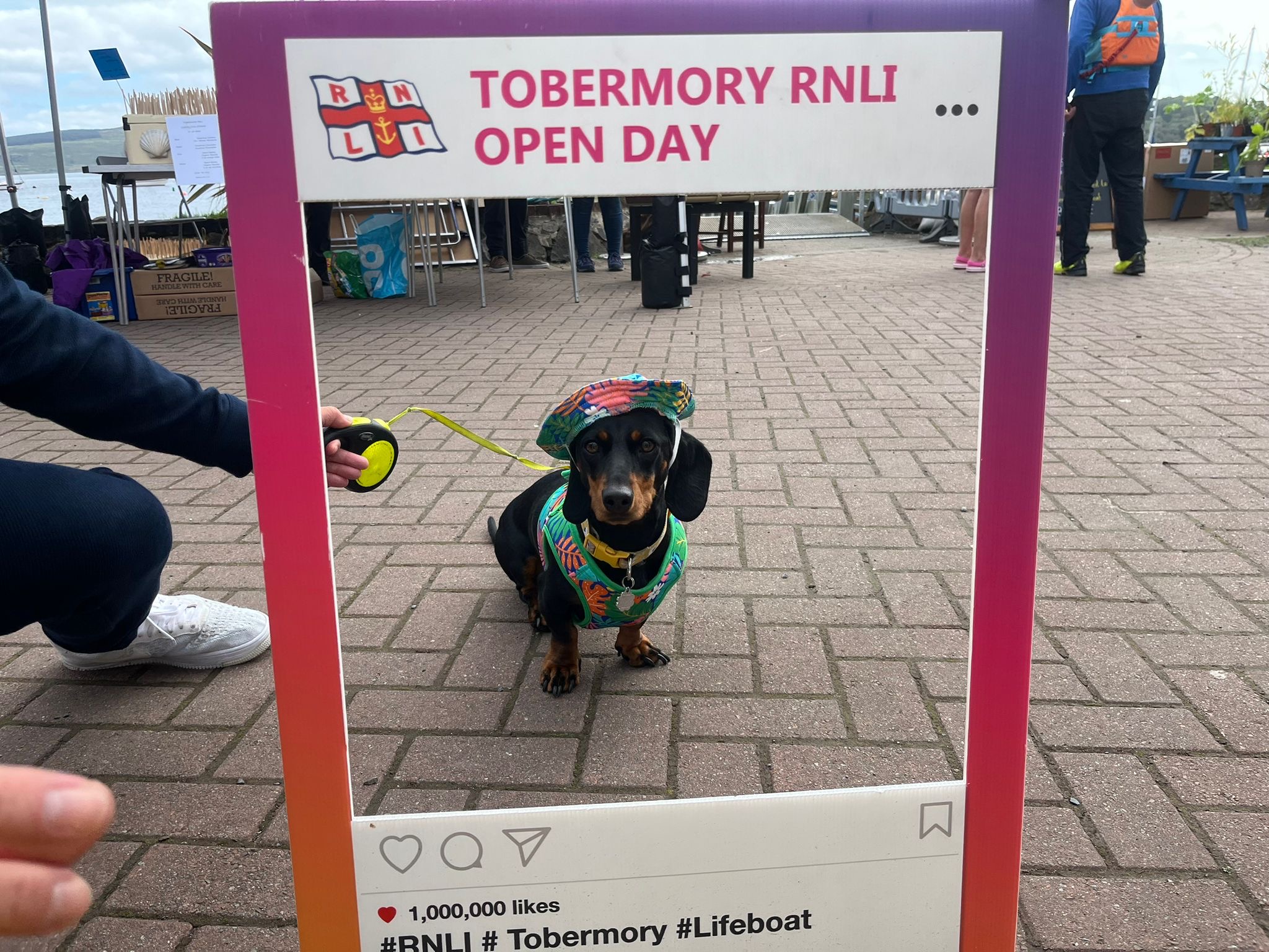 A well-dressed daschund enjoying the day