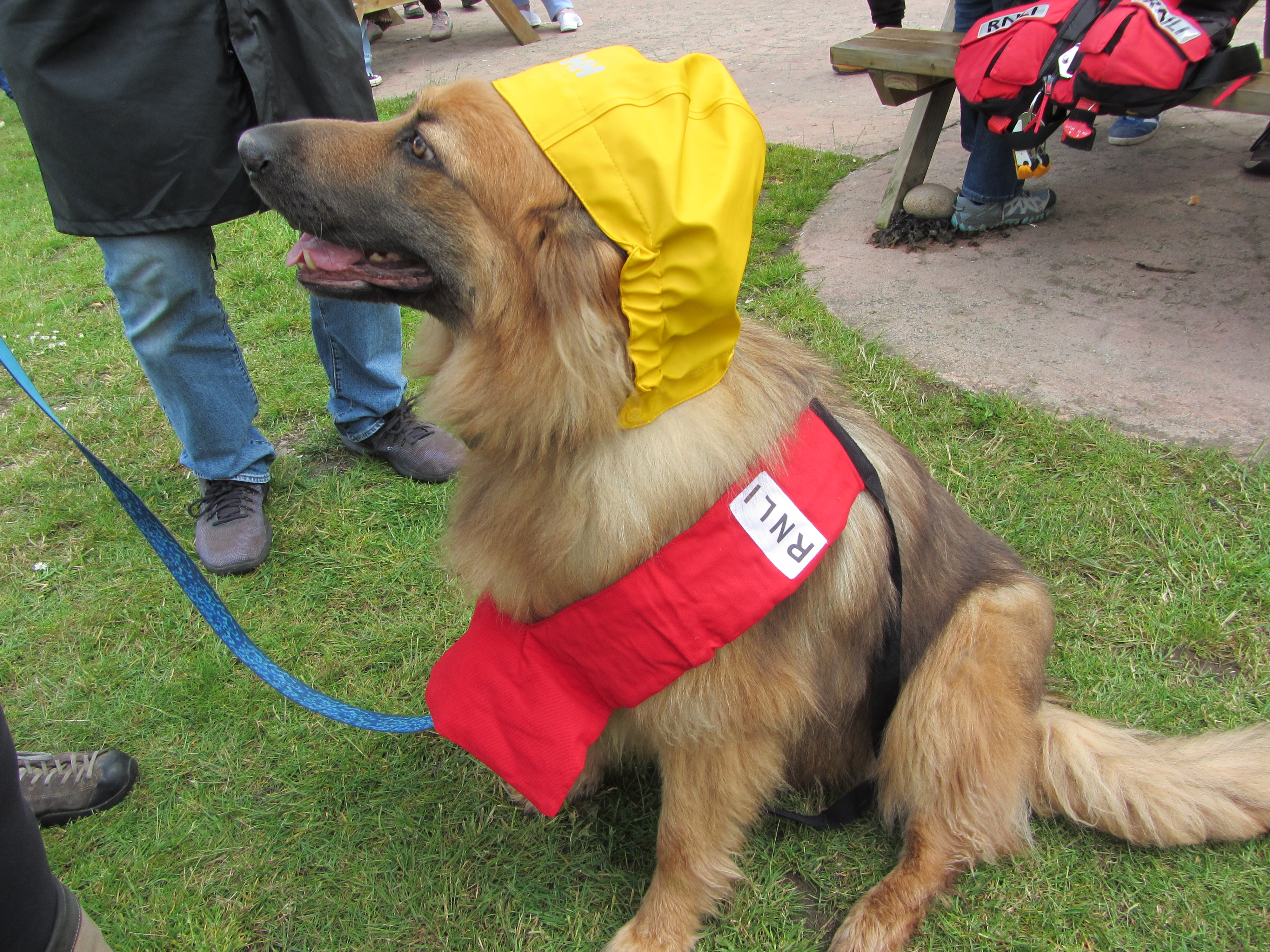 Ava, a large German Shepherd dog wearing an RNLI life vest and yellow hood for fancy dress
