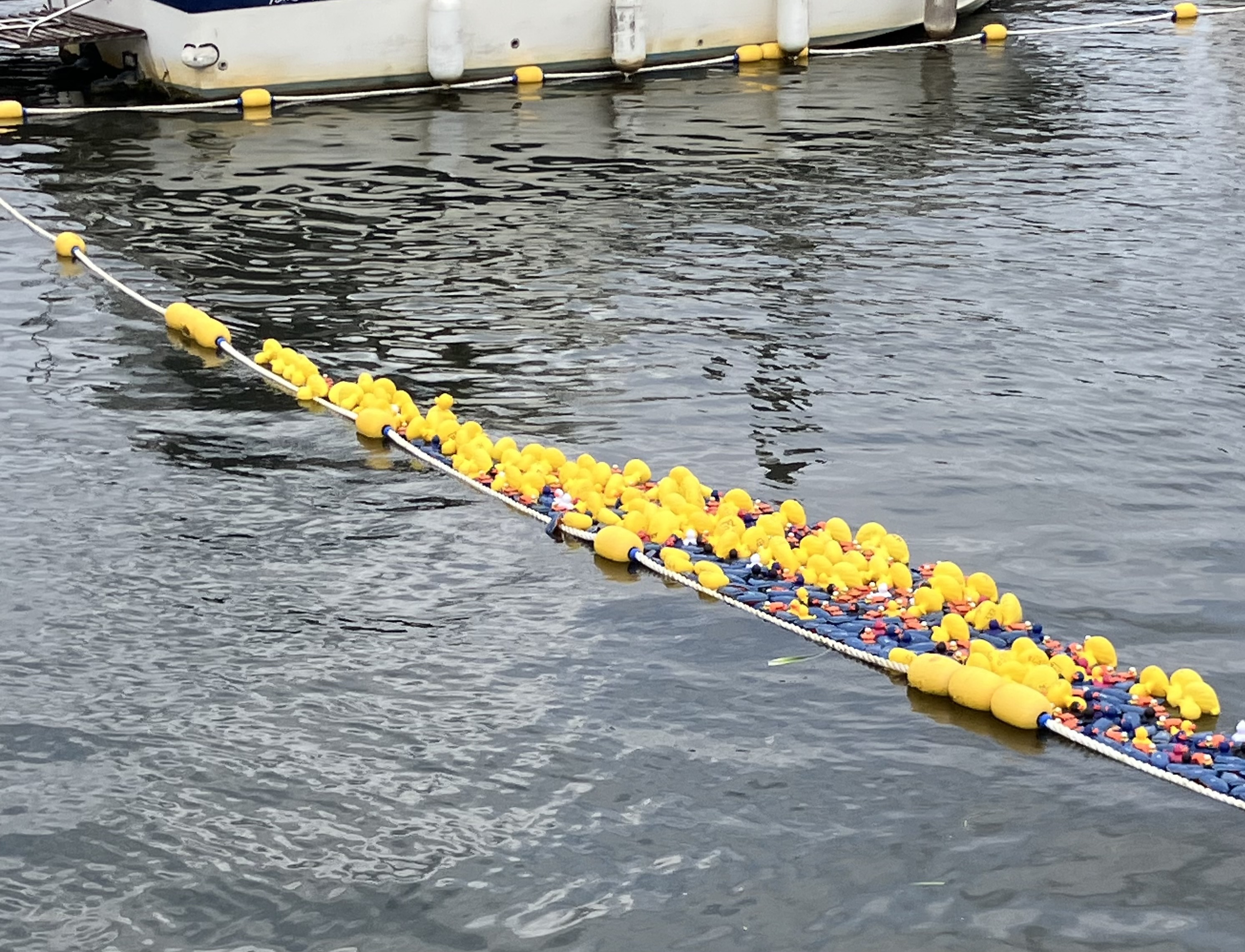 End of duck race
