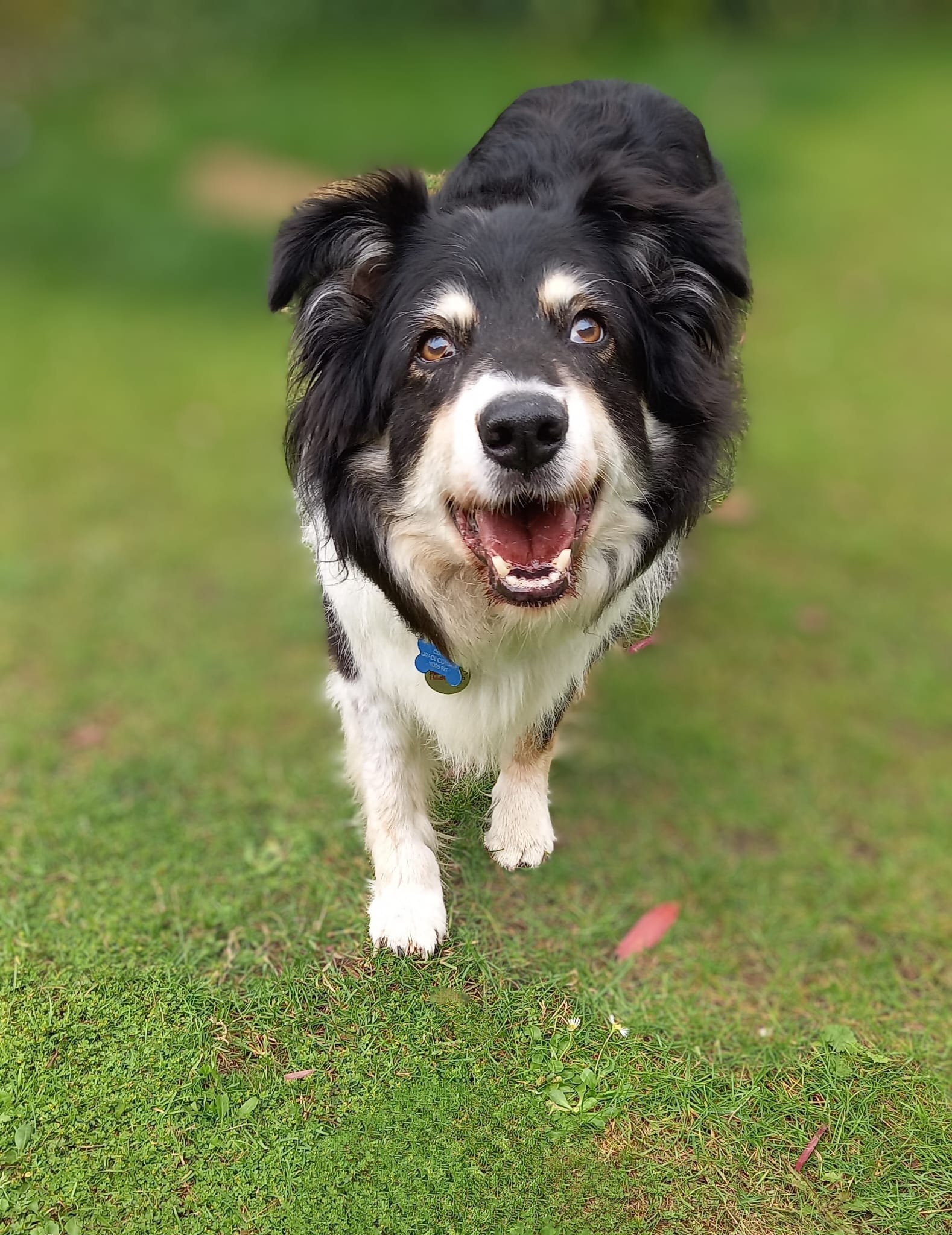 Pic shows a collie dog