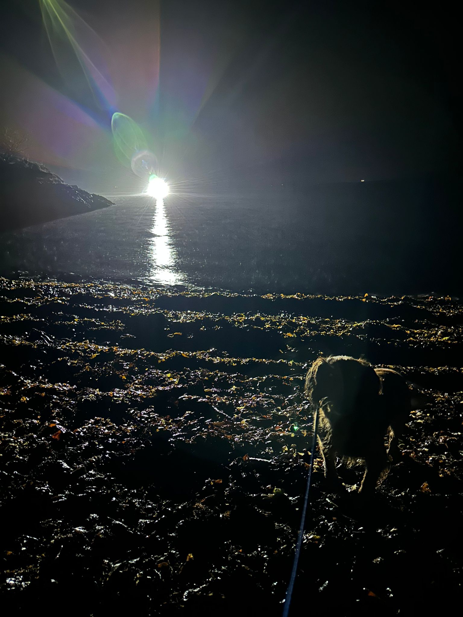 A bright white pinpoint of light is reflected in the water in a picture taken on the pebbly shore, with the dog shadowed in the foreground.
