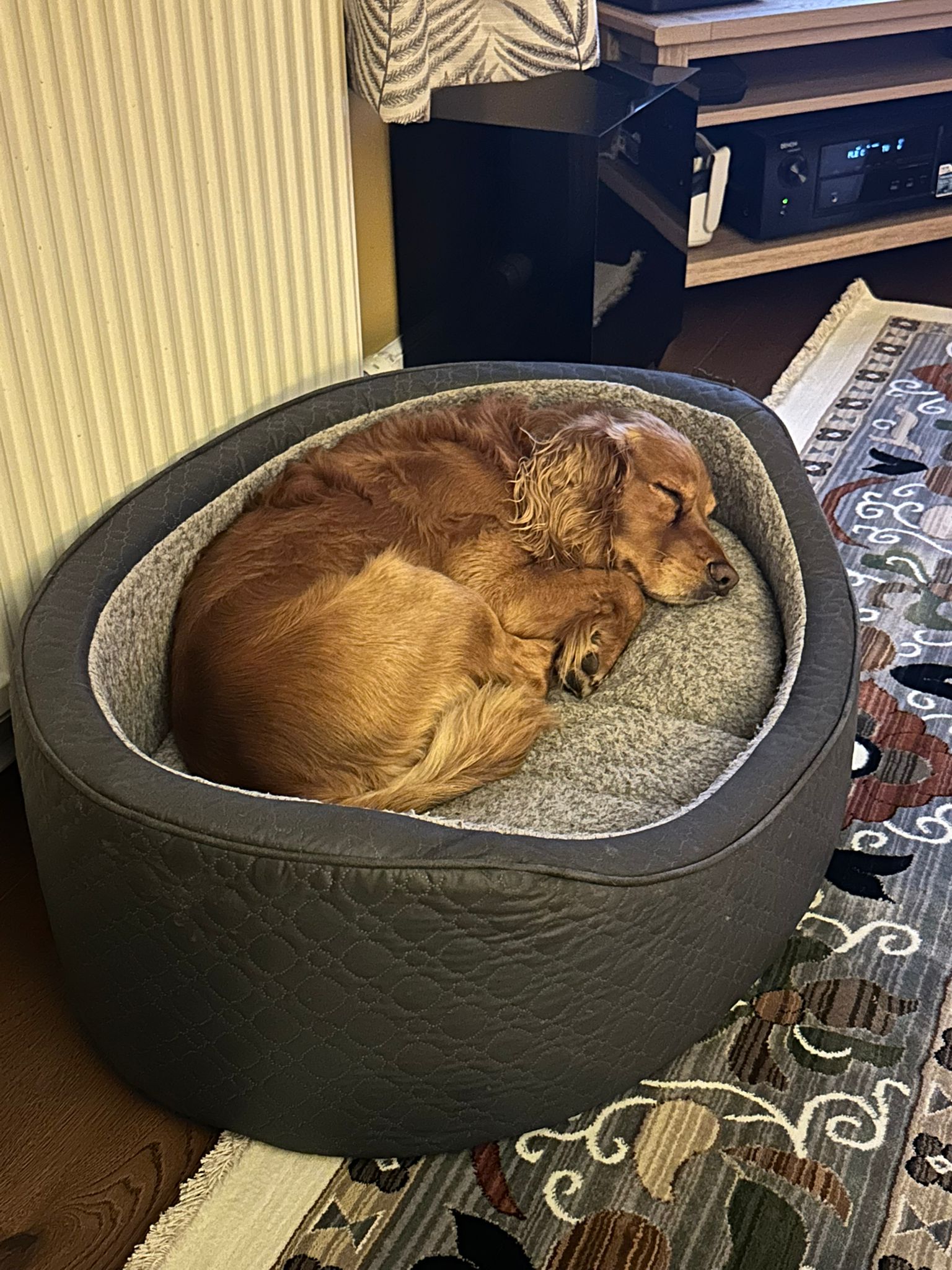 A sleeping golden cocker spaniel in his dog bed