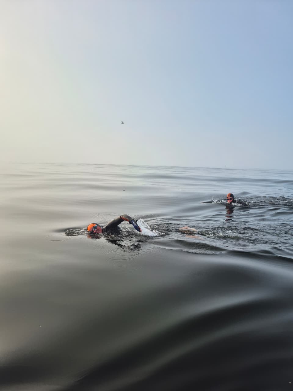 Swimmers in dark, calm waters doing frontcrawl. 