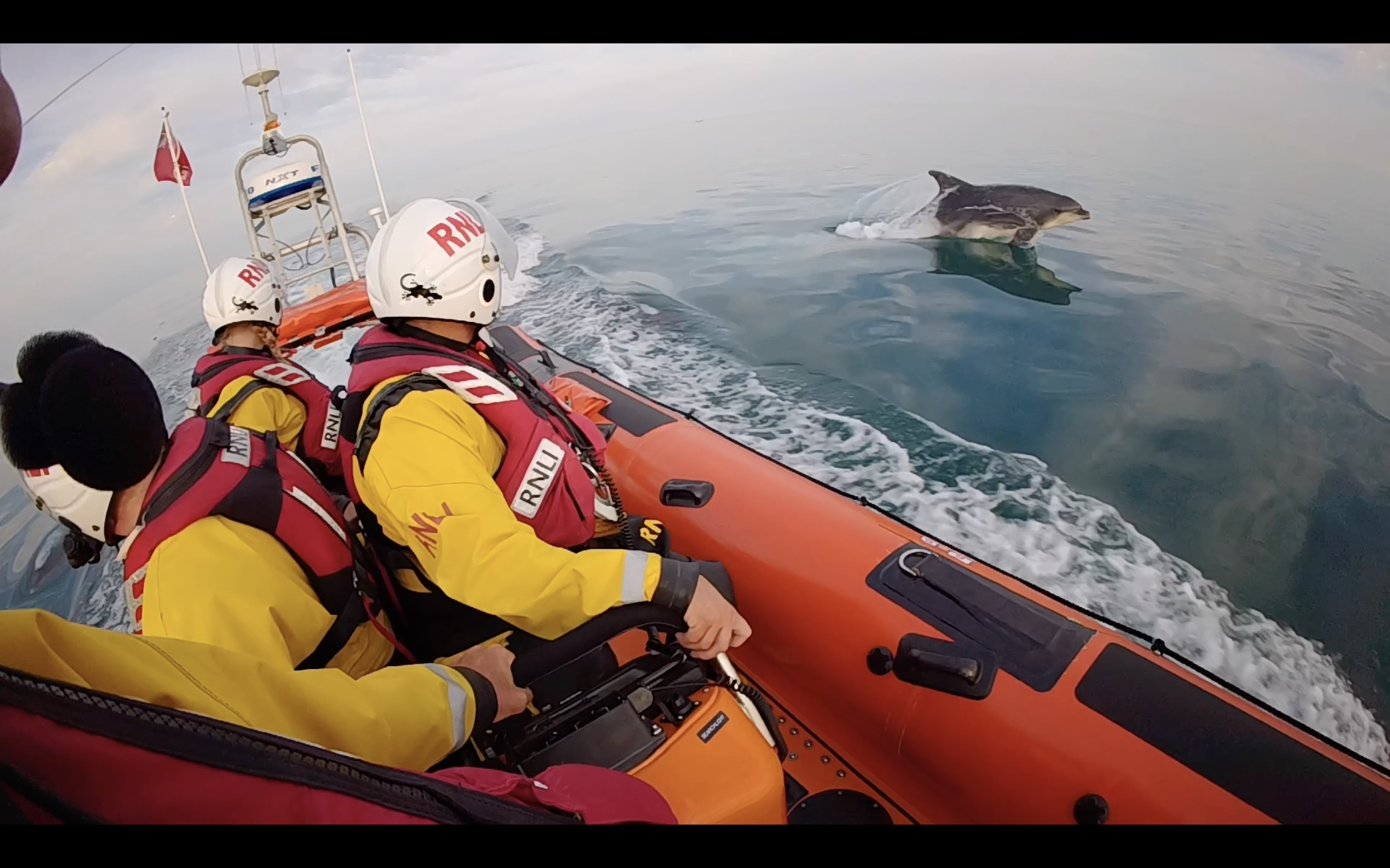 A dolphin leaps out of the water as Littlehampton's crew look on