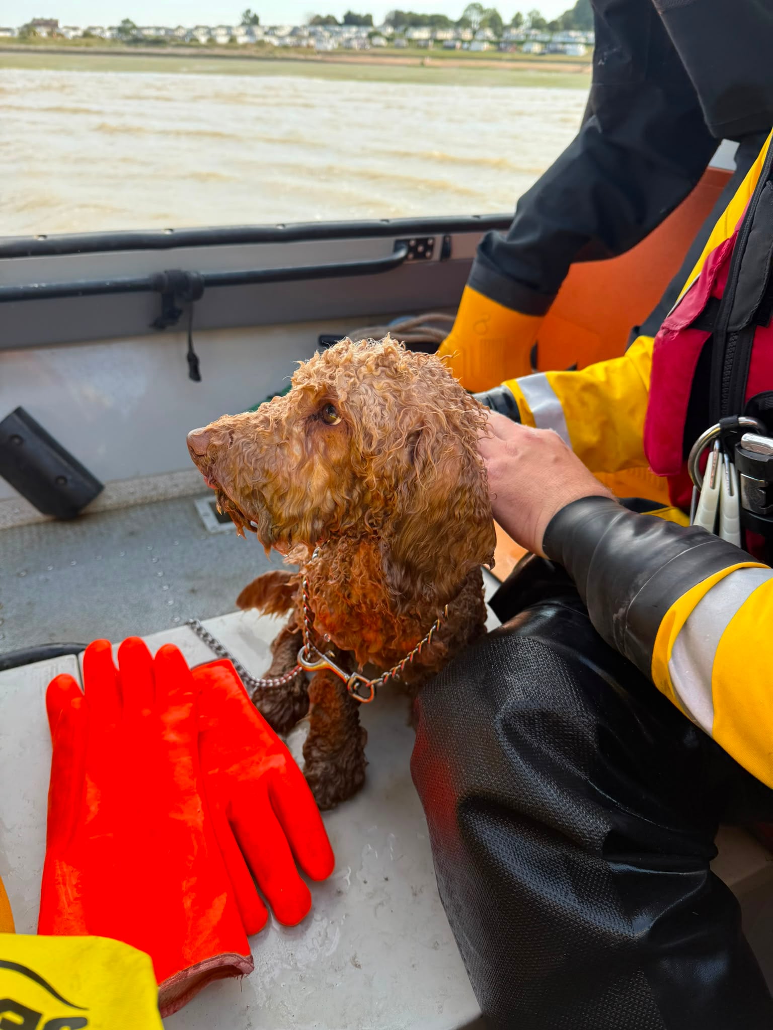 Benji on the hovercraft saved from the sea by Southend RNLI volunteers