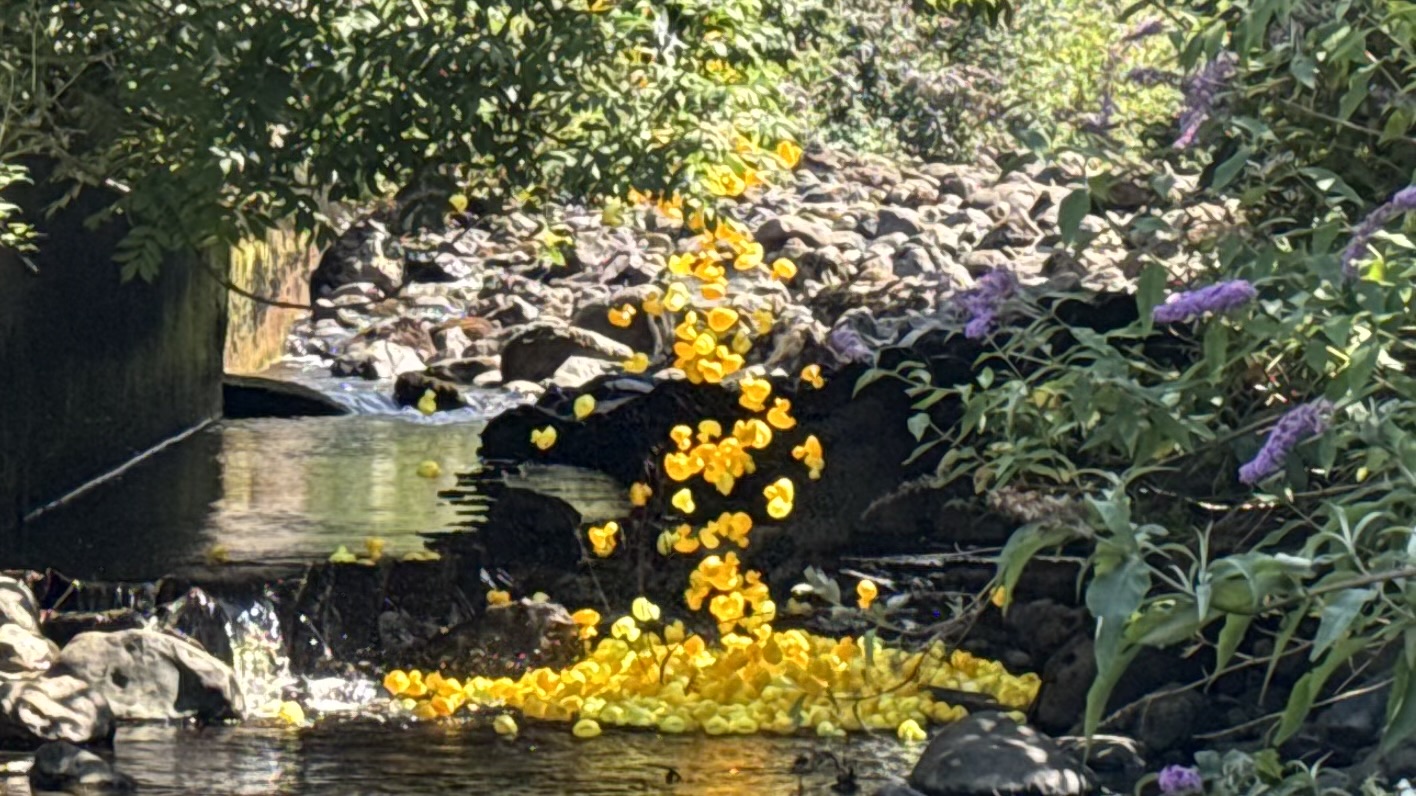 Ducks dropping into the water