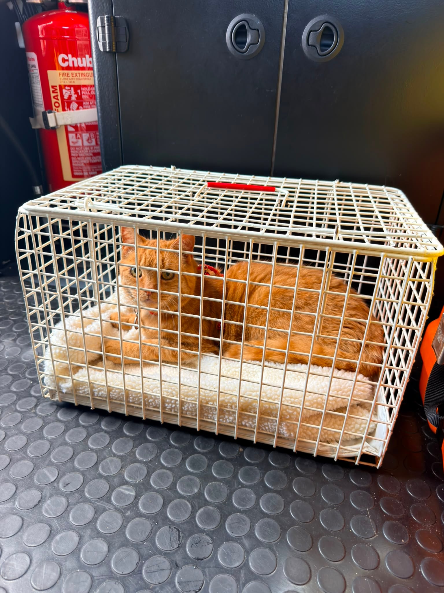 A ginger cat in a cat on a thick blanket inside a carrier cage 