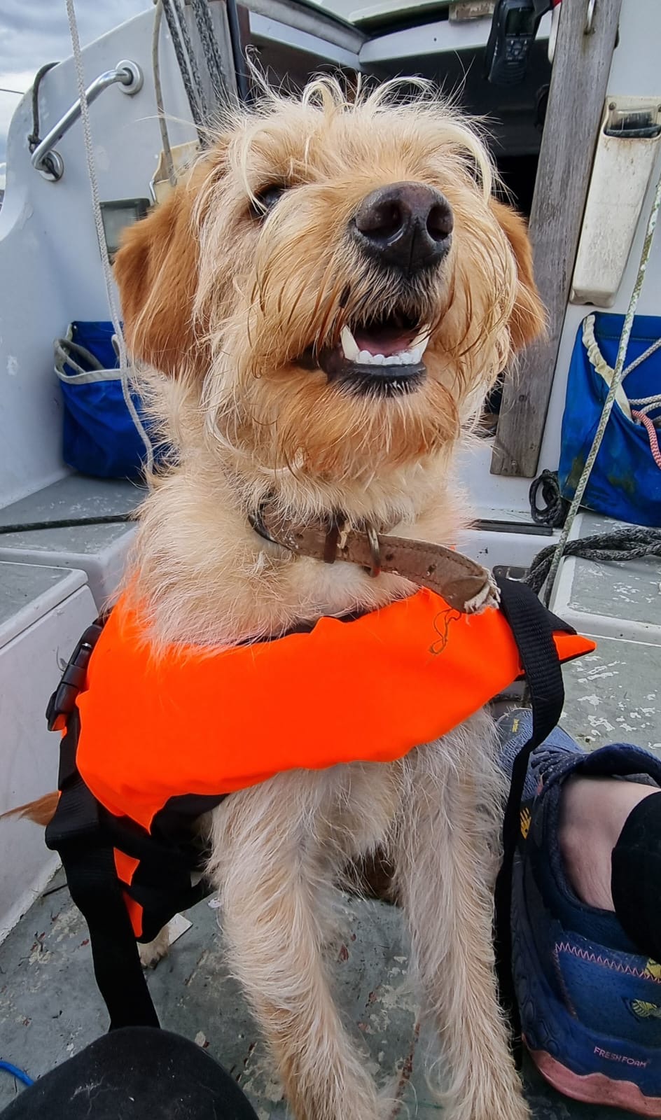 Gracie enjoy life on the sea.