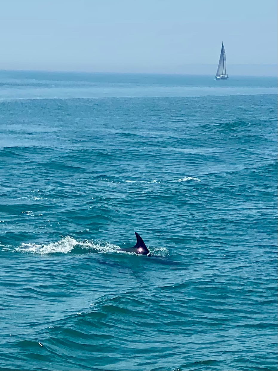 Dolphin pod spotted whilst on return passage to Yarmouth