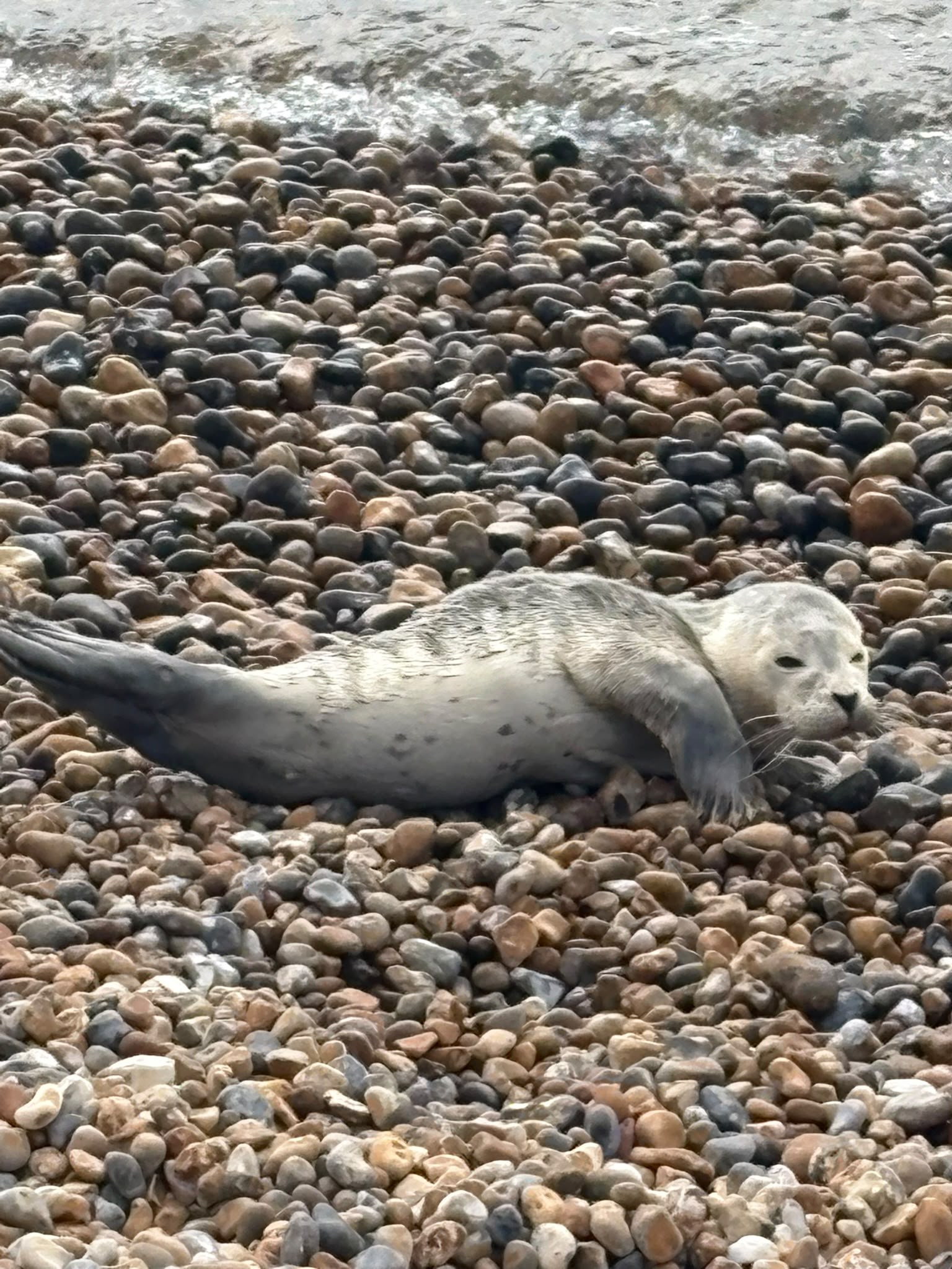 A seal on a shingle beach