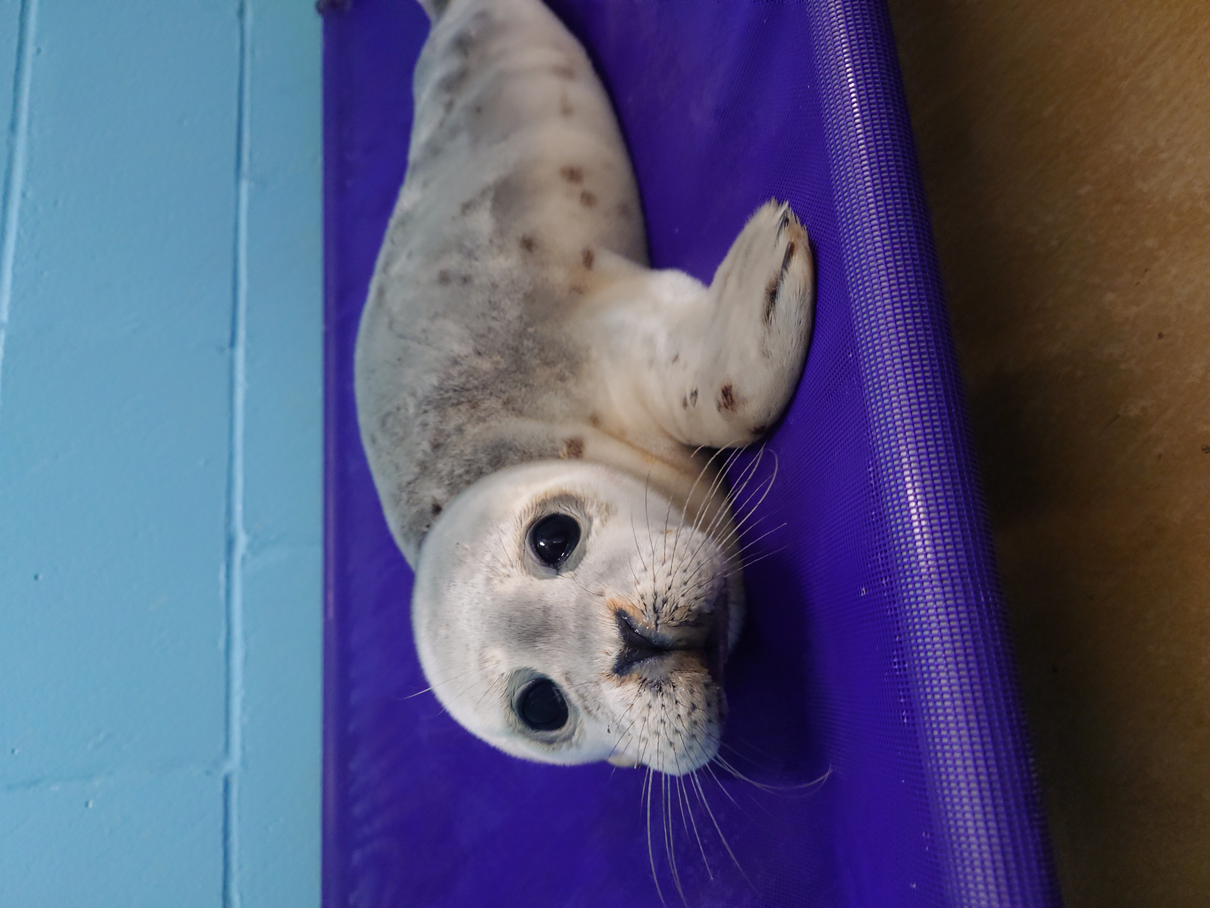 The seal on a bench at the rescue centre, looking much healthier