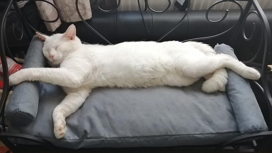 Icicle the cat