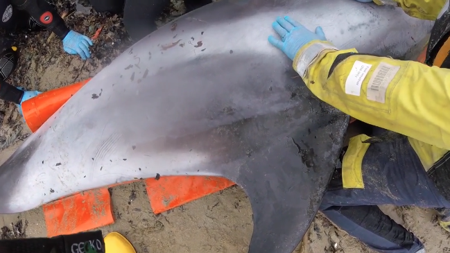 Close up of dolphin on sand being assisted