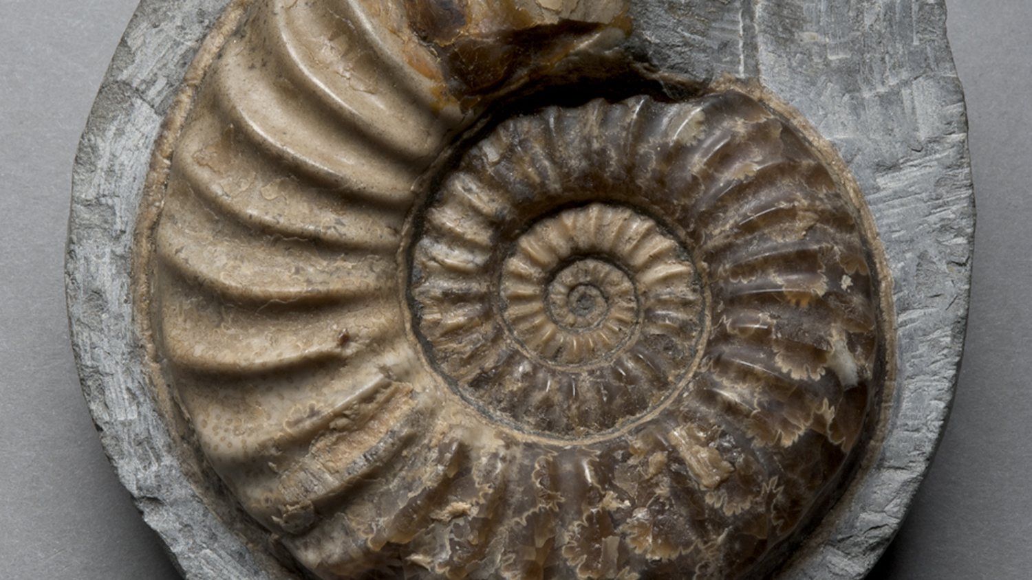 The spiral shell of an ammonites