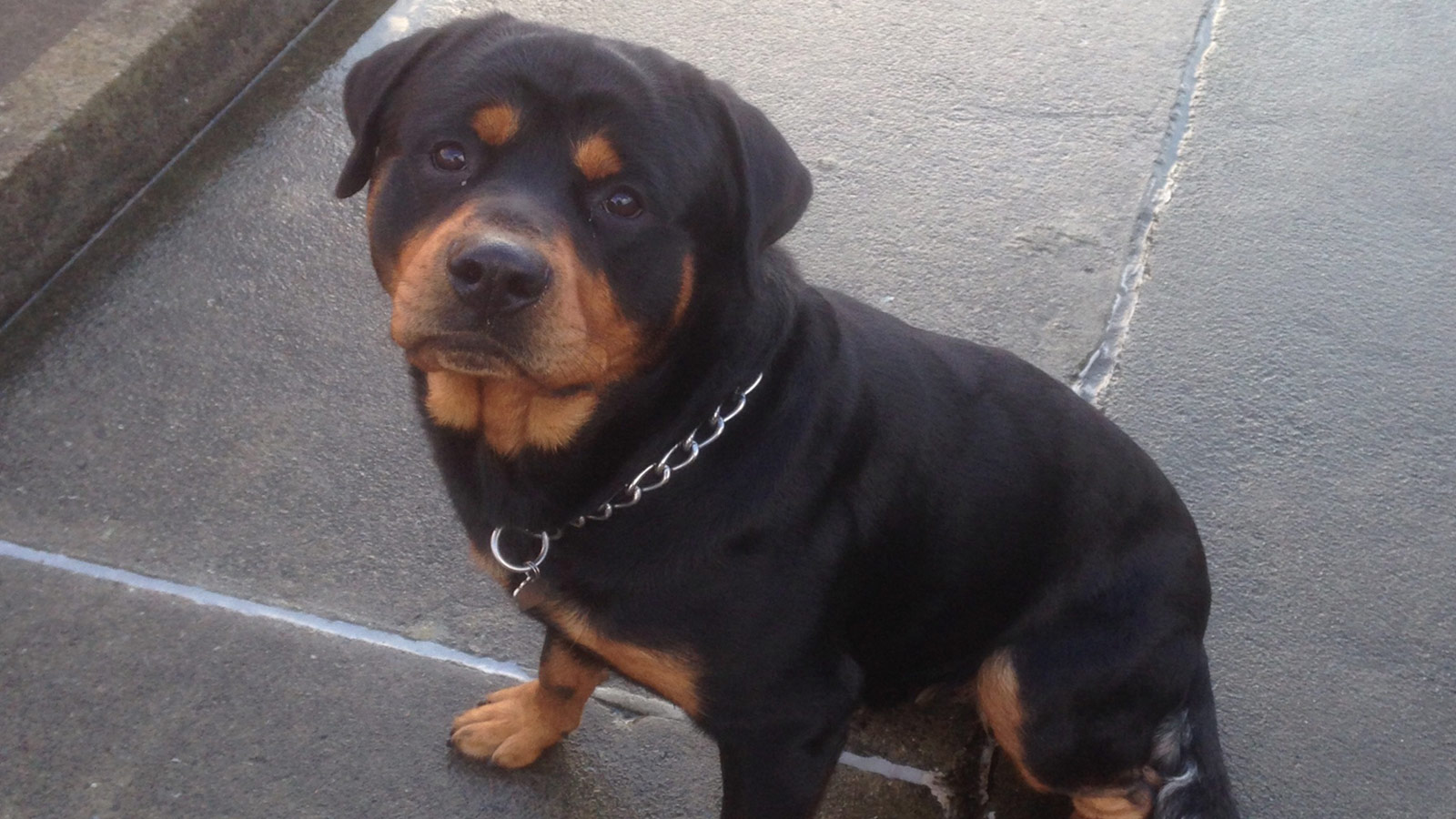 Bear at Aith Lifeboat Station