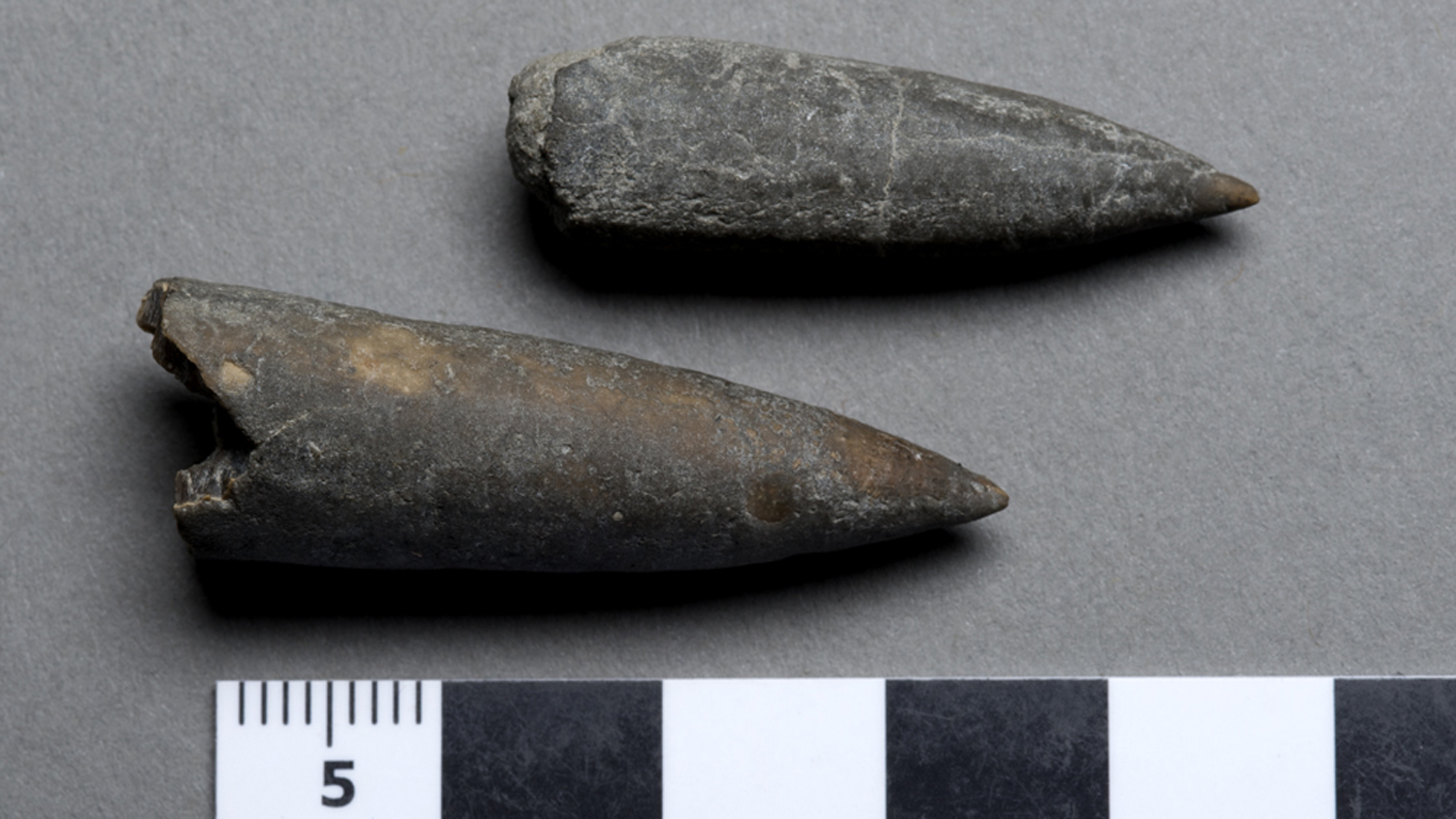 A belemnite fossil