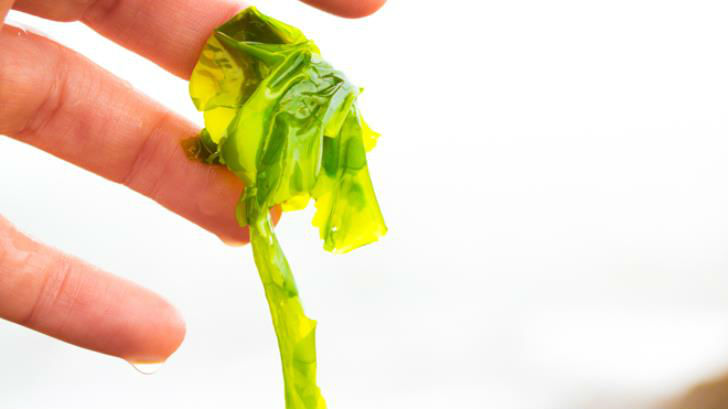 Sea lettuce is a delicate seaweed, so can be added to dishes raw