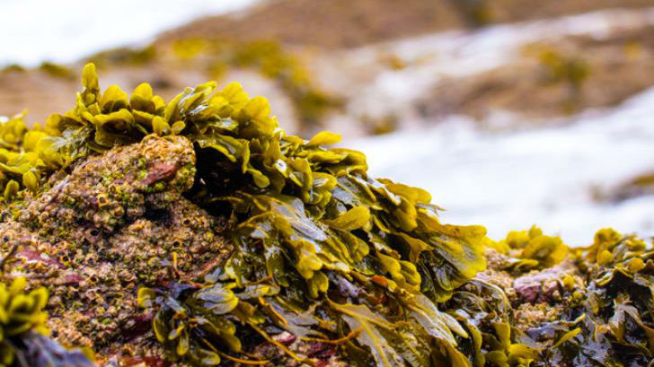 The best time to forage for seaweed is when the receding tide has just uncovered them
