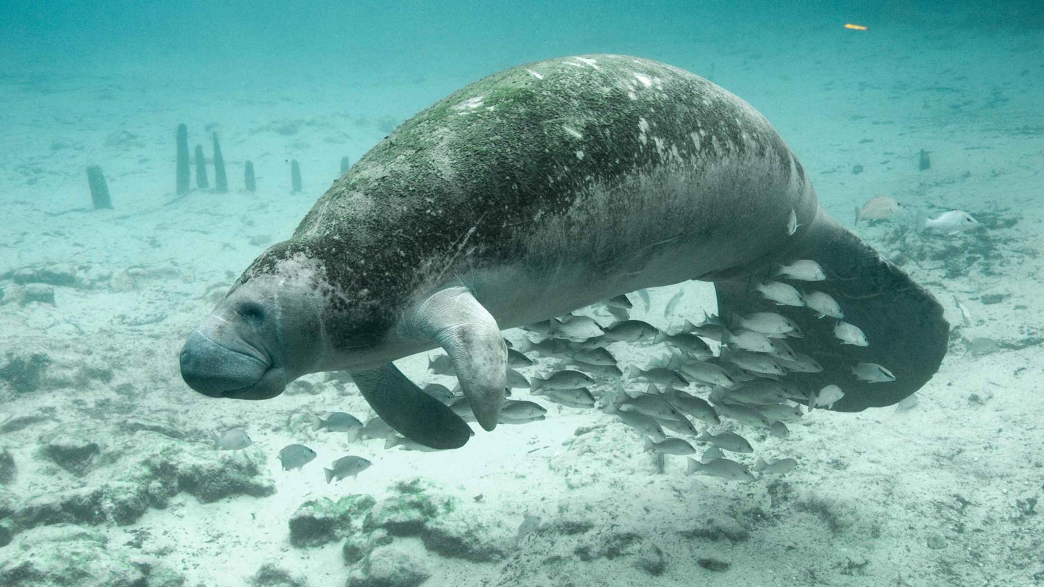 Majestic sea creature or beautiful mermaid?