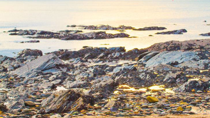 Craggy coasts with sandy beaches and rockpools make for great coastal foraging