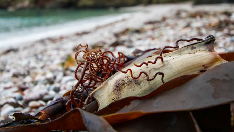 Give it a go: Beachcombing