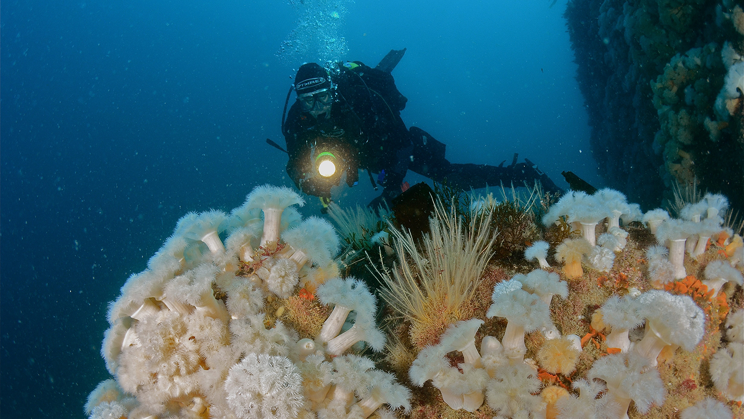 Plumose anemones off St Martin's