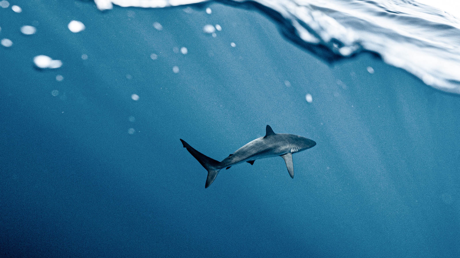 A blue shark swimming in the ocean
