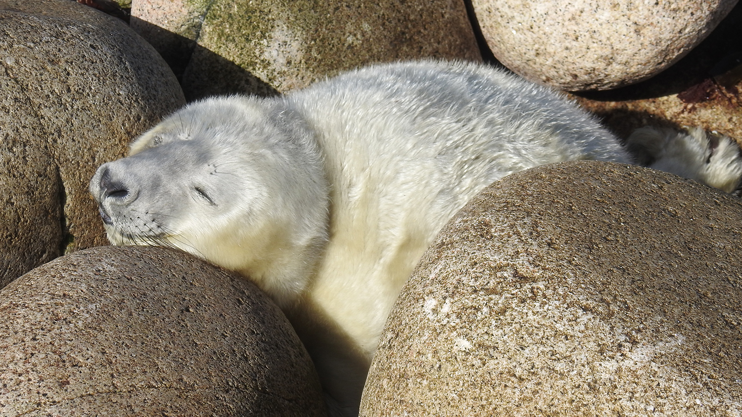 A young seal sleeps on the rocks