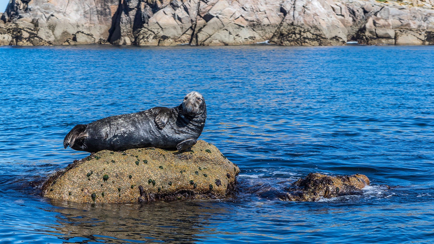 A grey seal