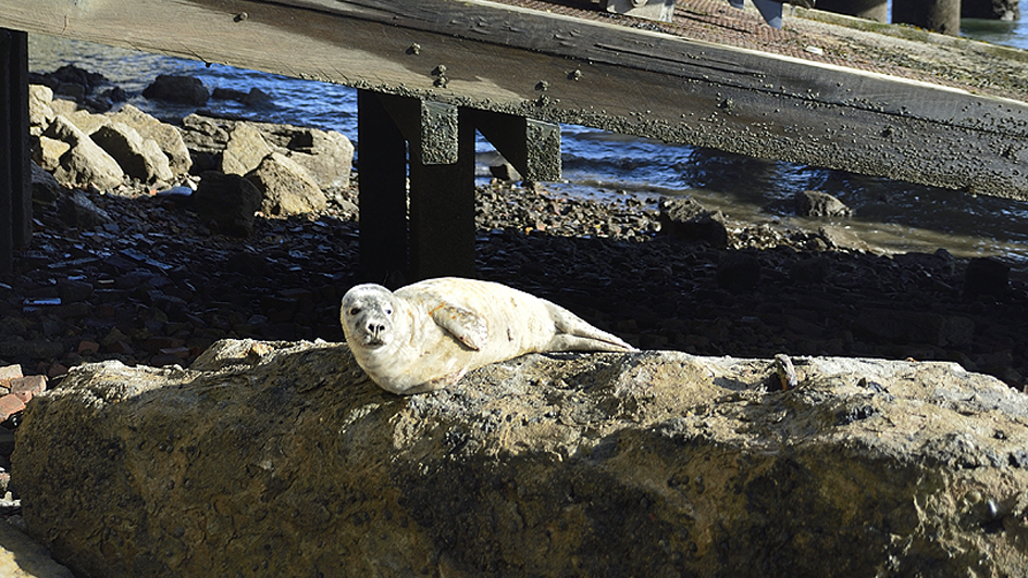 Snowy snoozes on the rocks, below the Hartlepool RNLI’s slipway