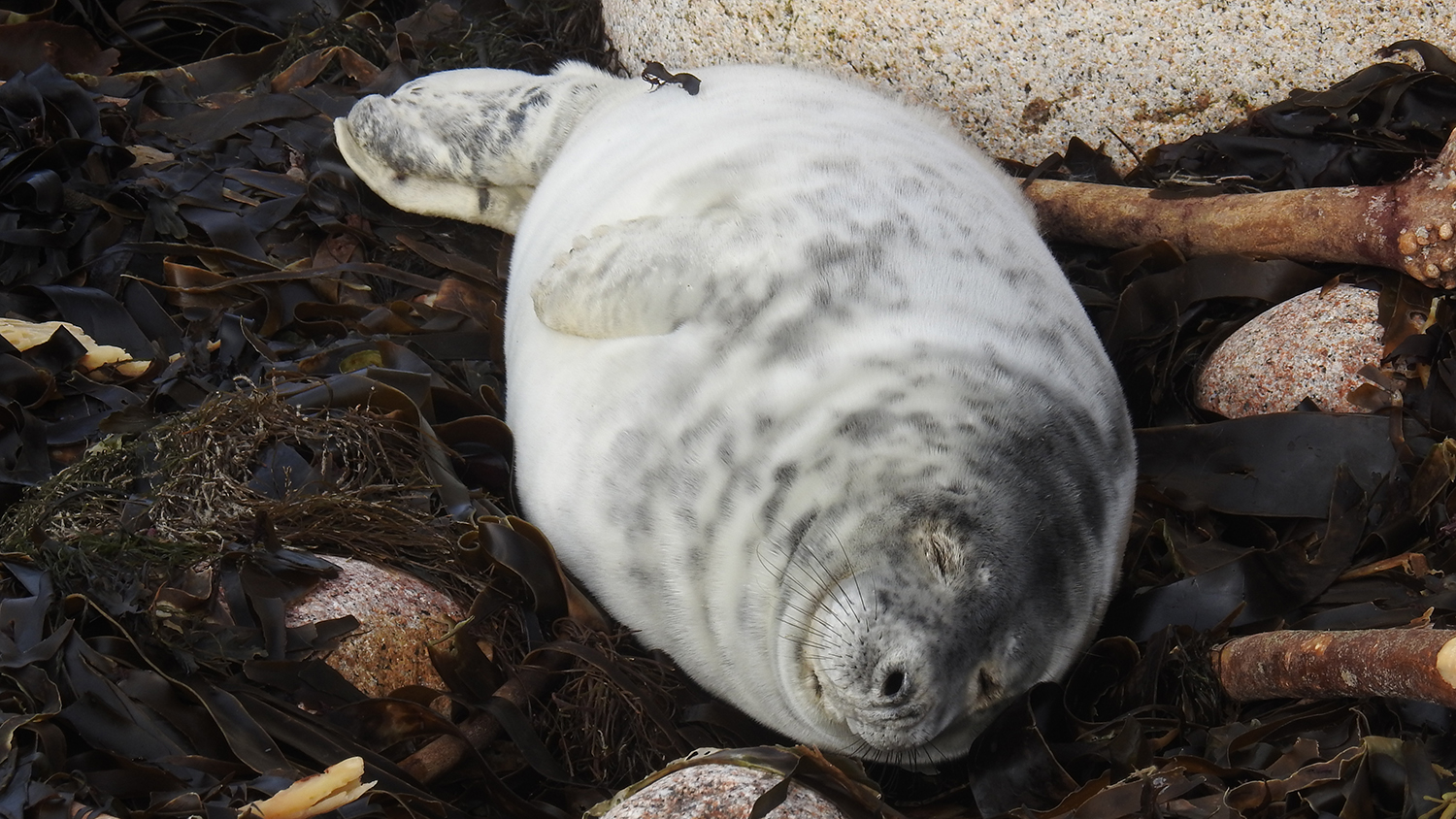 Willow, a 3-week-old-pup, sleeps on the seaweed