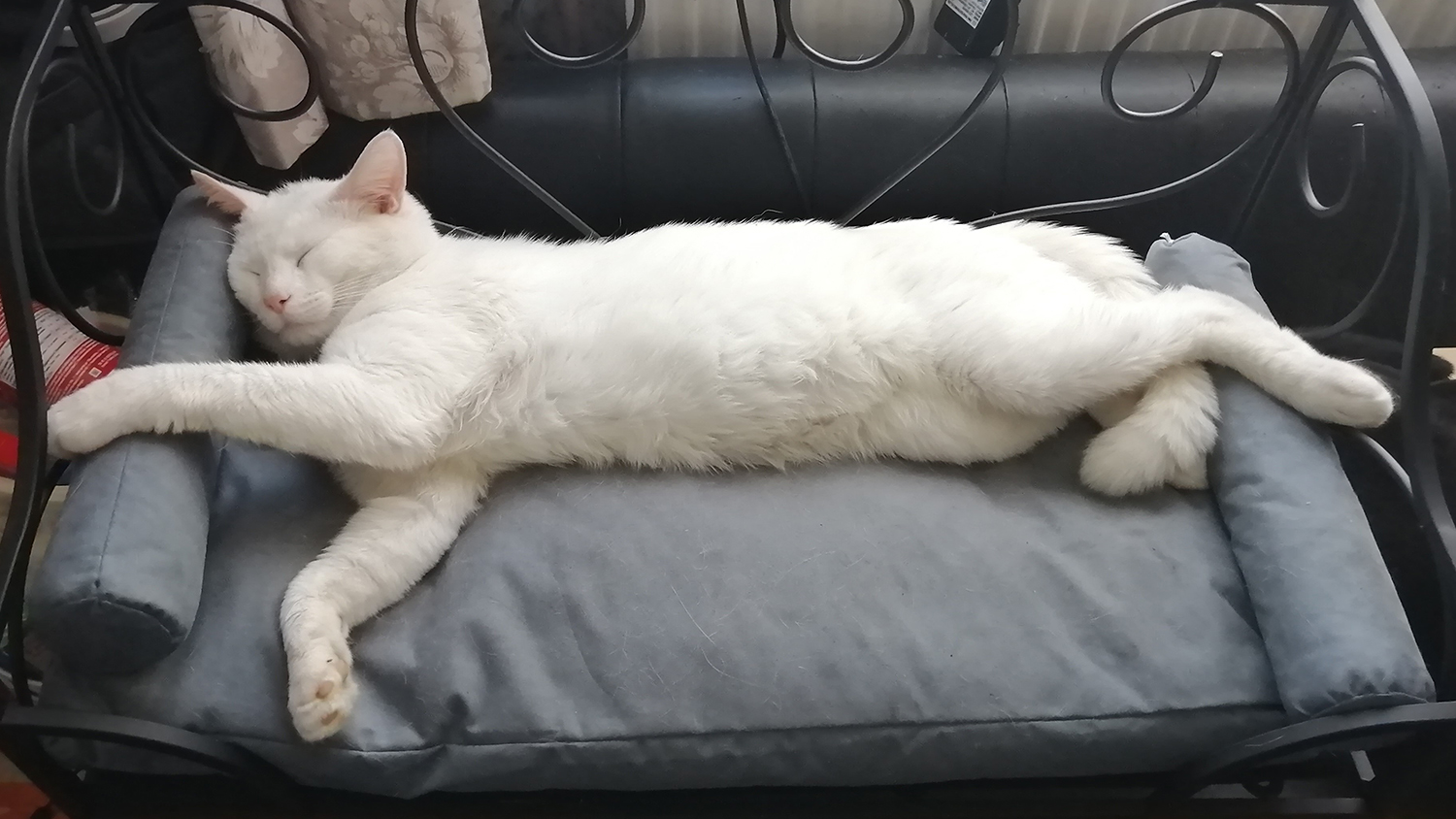 Icicle has a rest, stretched out blissfully on his chaise lounge